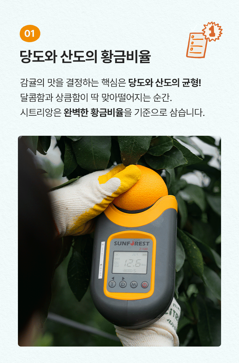 시그니처 카라향 1호 (2kg / 10~14입)