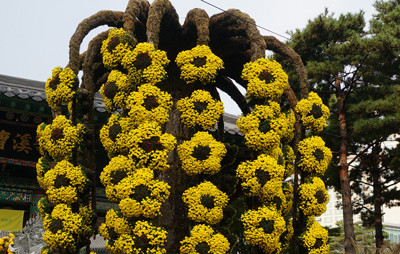 flower-400-254
