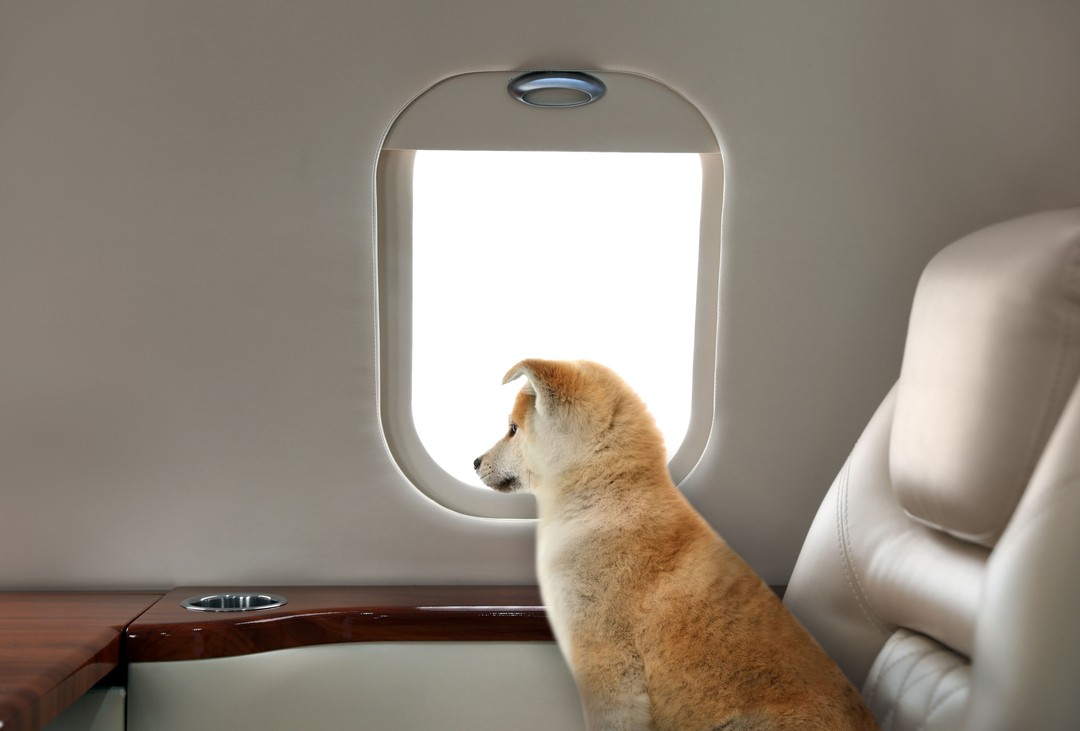 비행기 기내 반입 가능한 간식은?