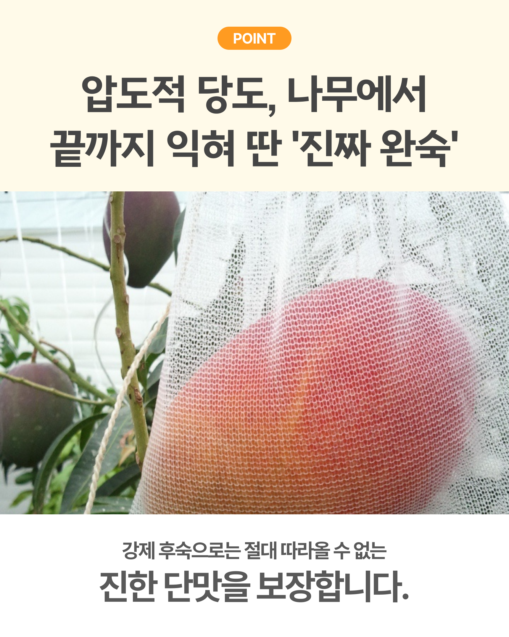 프리미엄 꼬마 애플망고