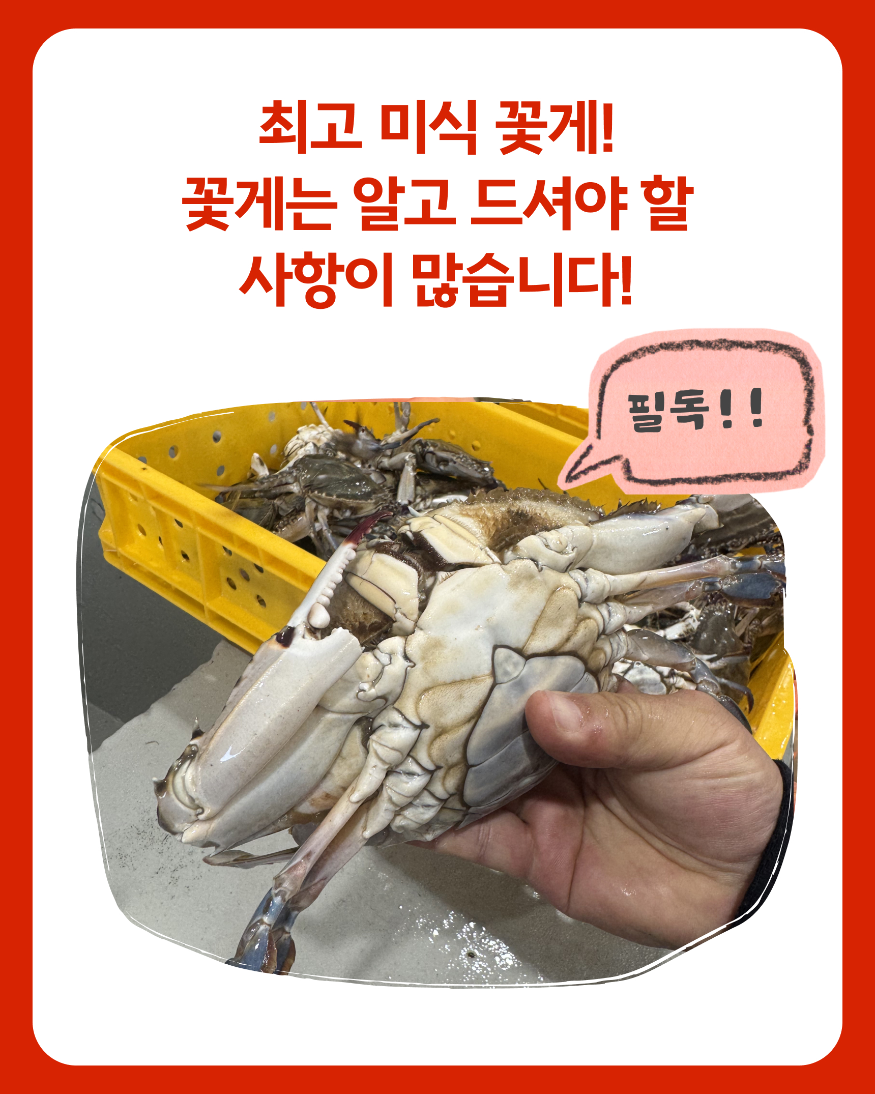 프리미엄 활 암꽃게(1kg)