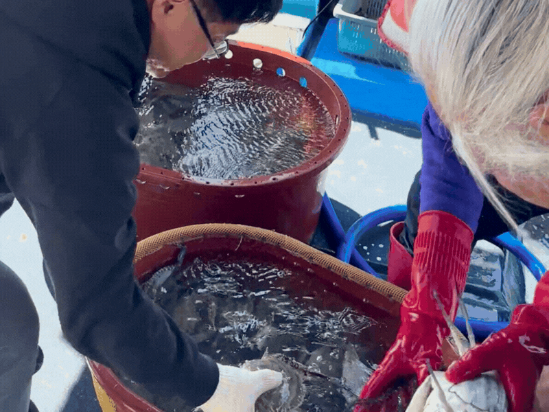 프리미엄 활 암꽃게(1kg)