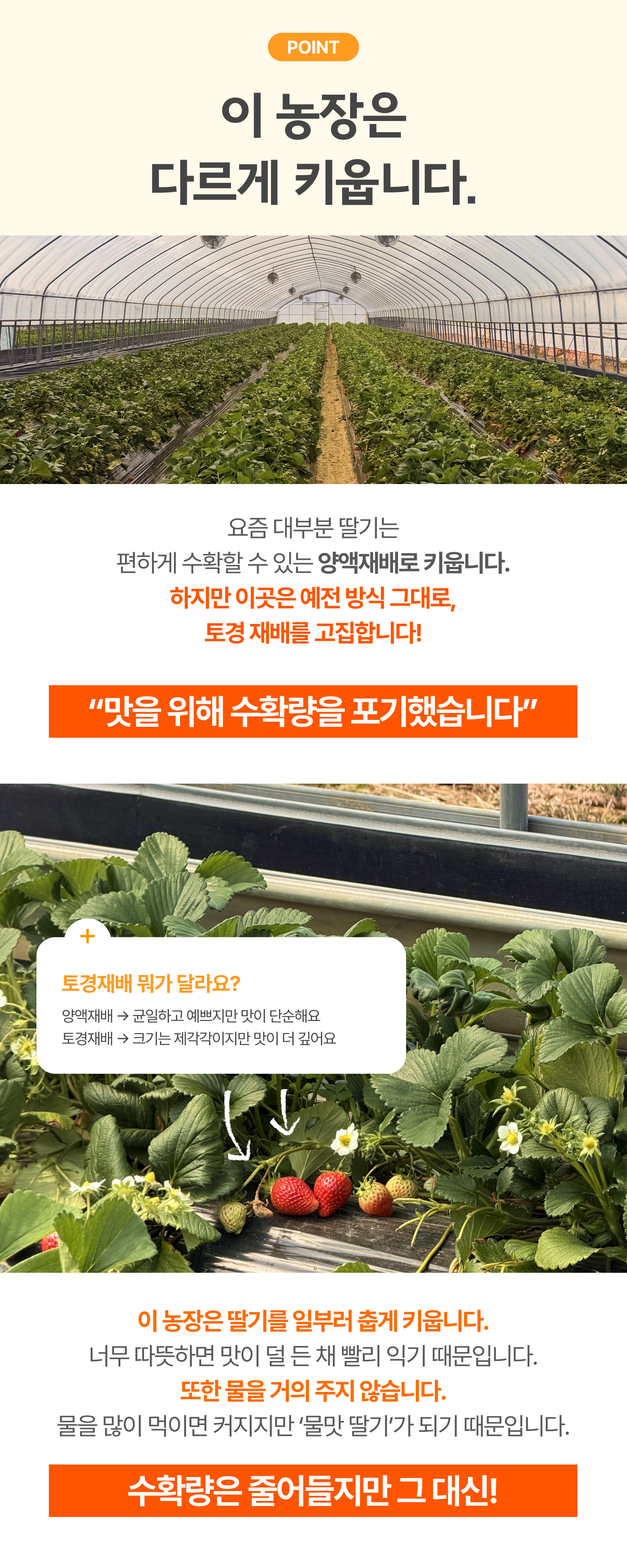 프리미엄 딸기(금실/비타베리/신품종)