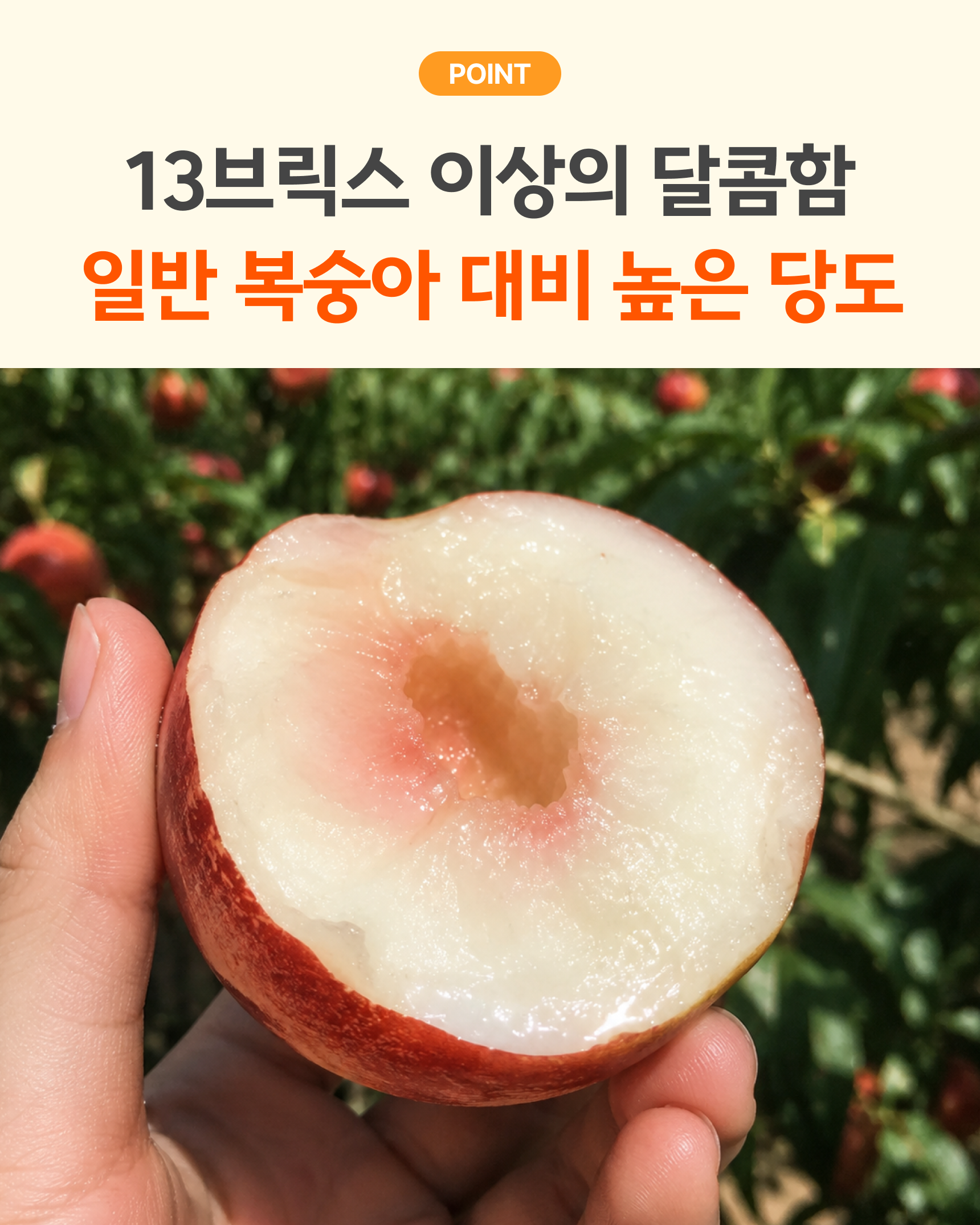 신비복숭아 준비