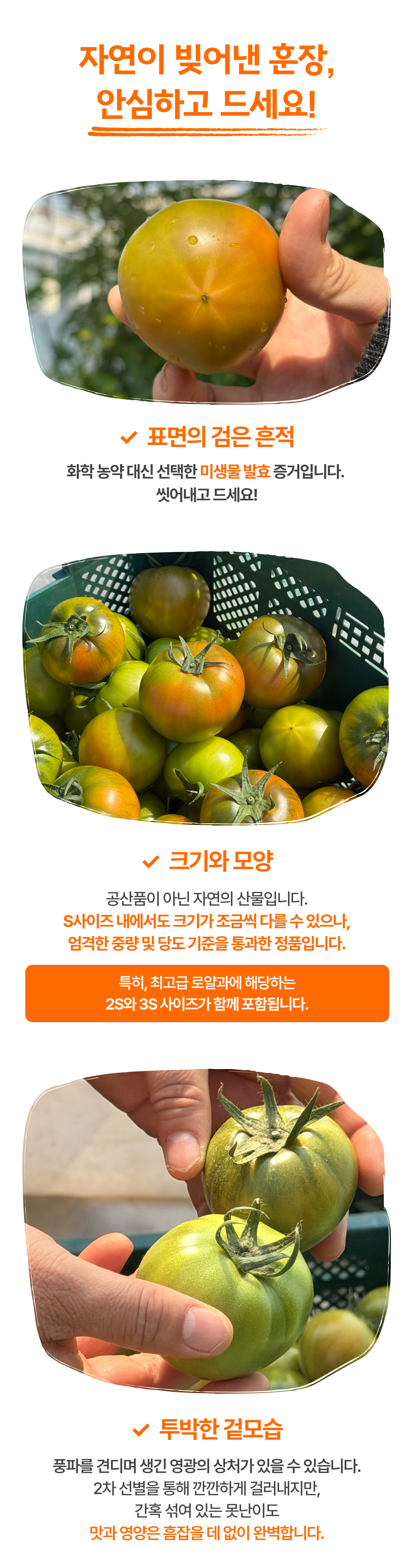 대저토마토(프리미엄) 2.5kg