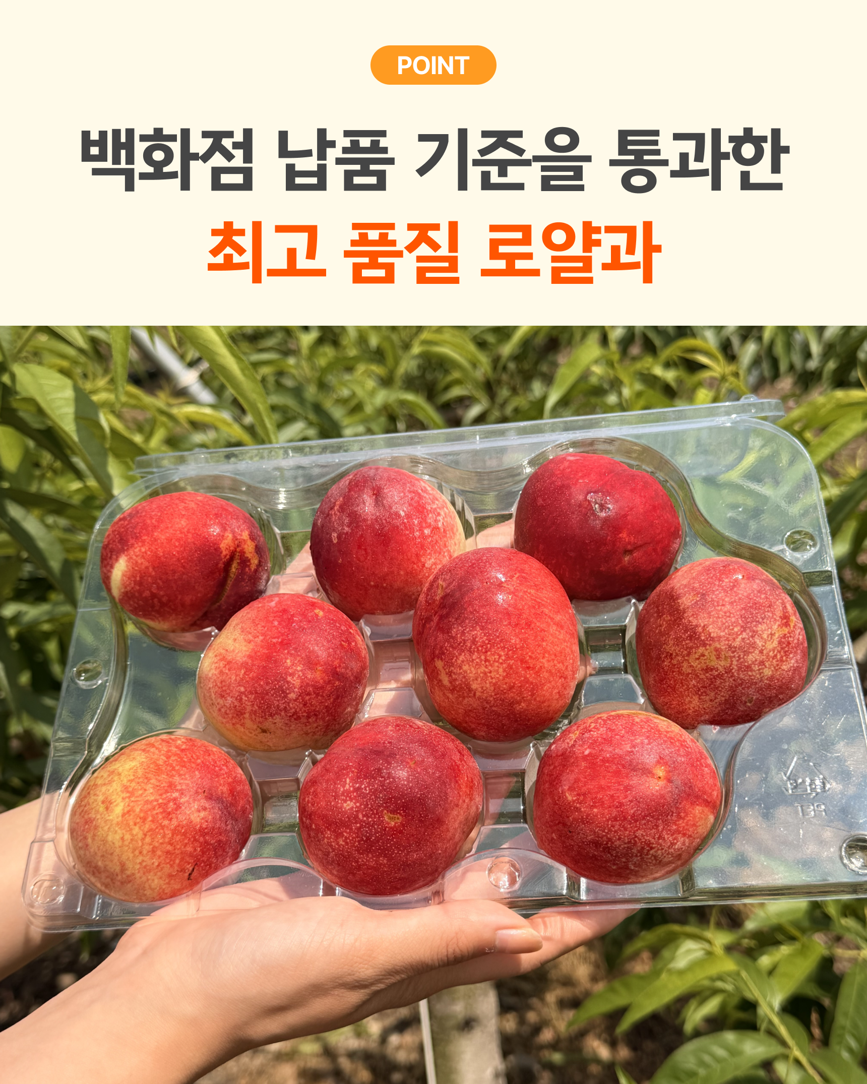 슬기님 테스트용 실비복숭아