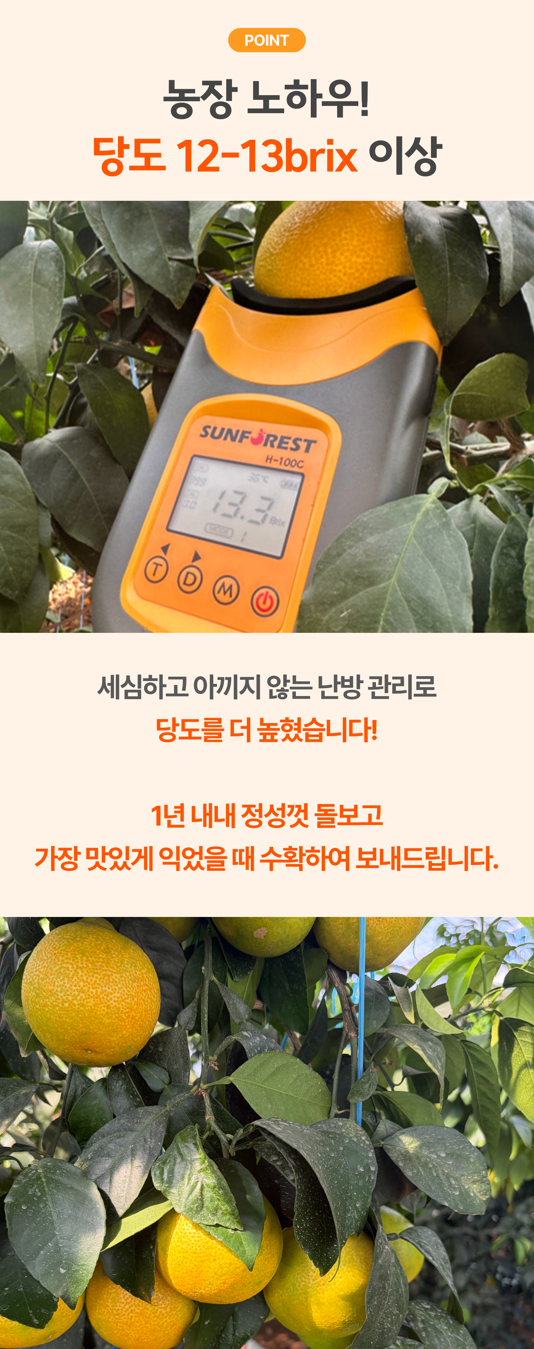 프리미엄 황금향