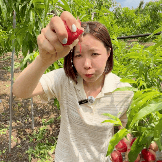 슬기님 테스트용 실비복숭아