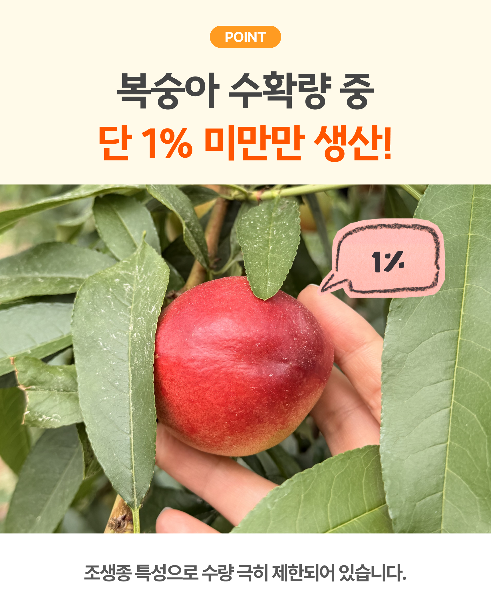 신비복숭아 준비