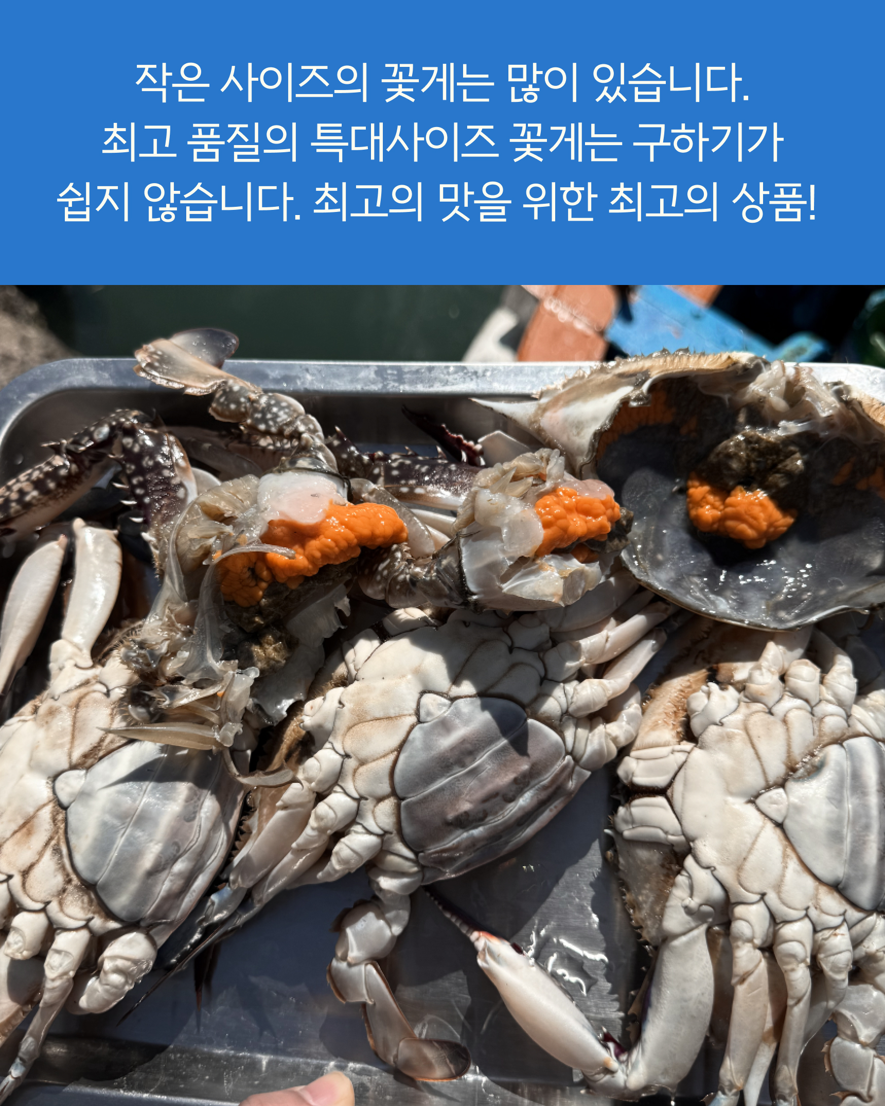 프리미엄 활 암꽃게(1kg)