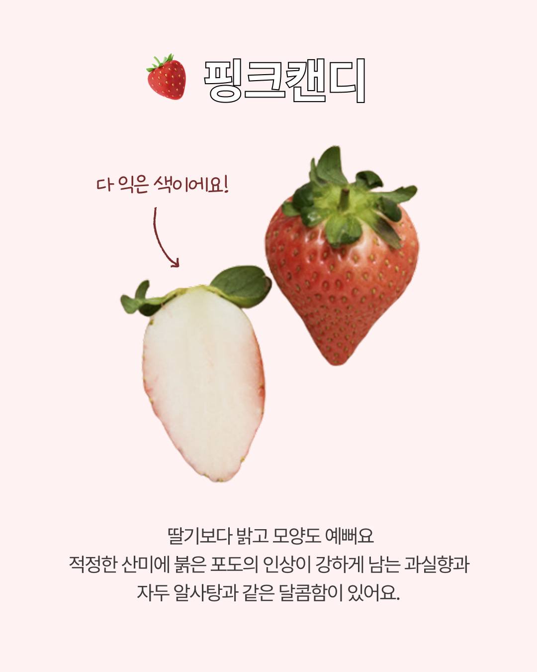 프리미엄 딸기(금실/비타베리/신품종)