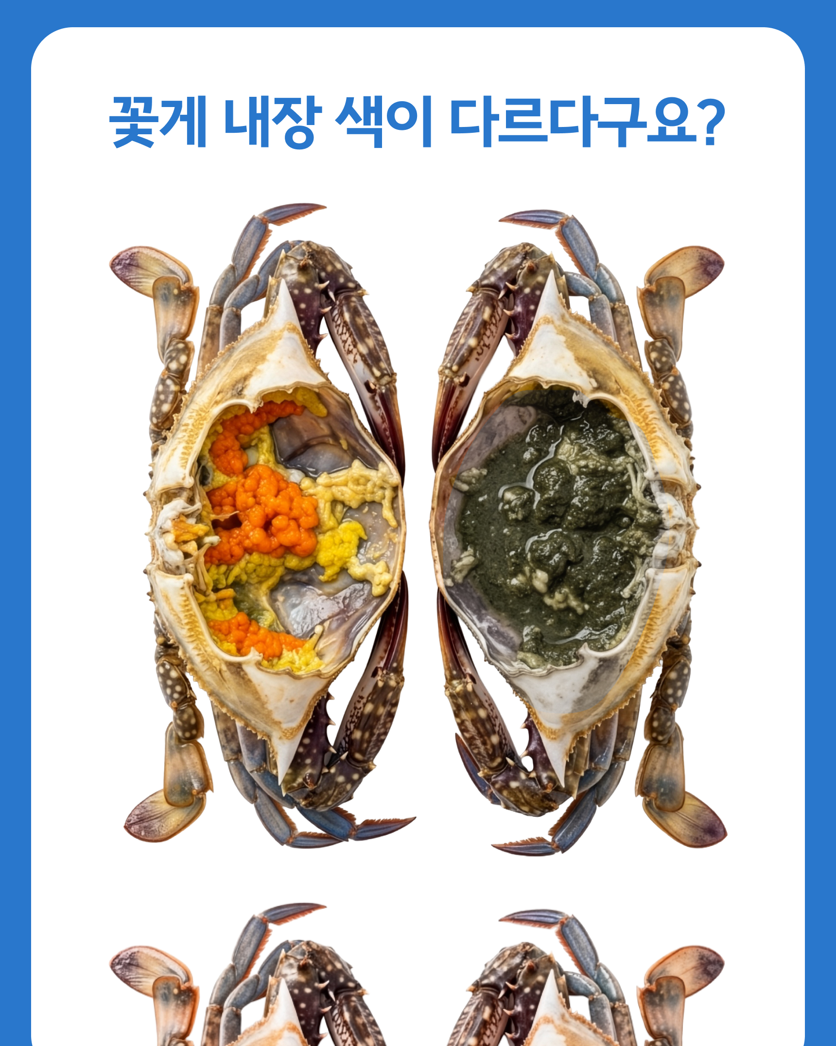 프리미엄 활 암꽃게(1kg)