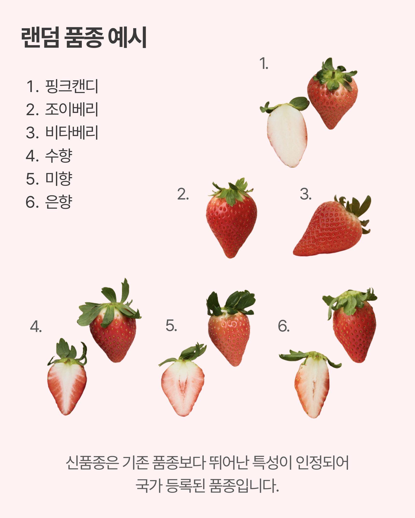프리미엄 딸기(금실/비타베리/신품종)