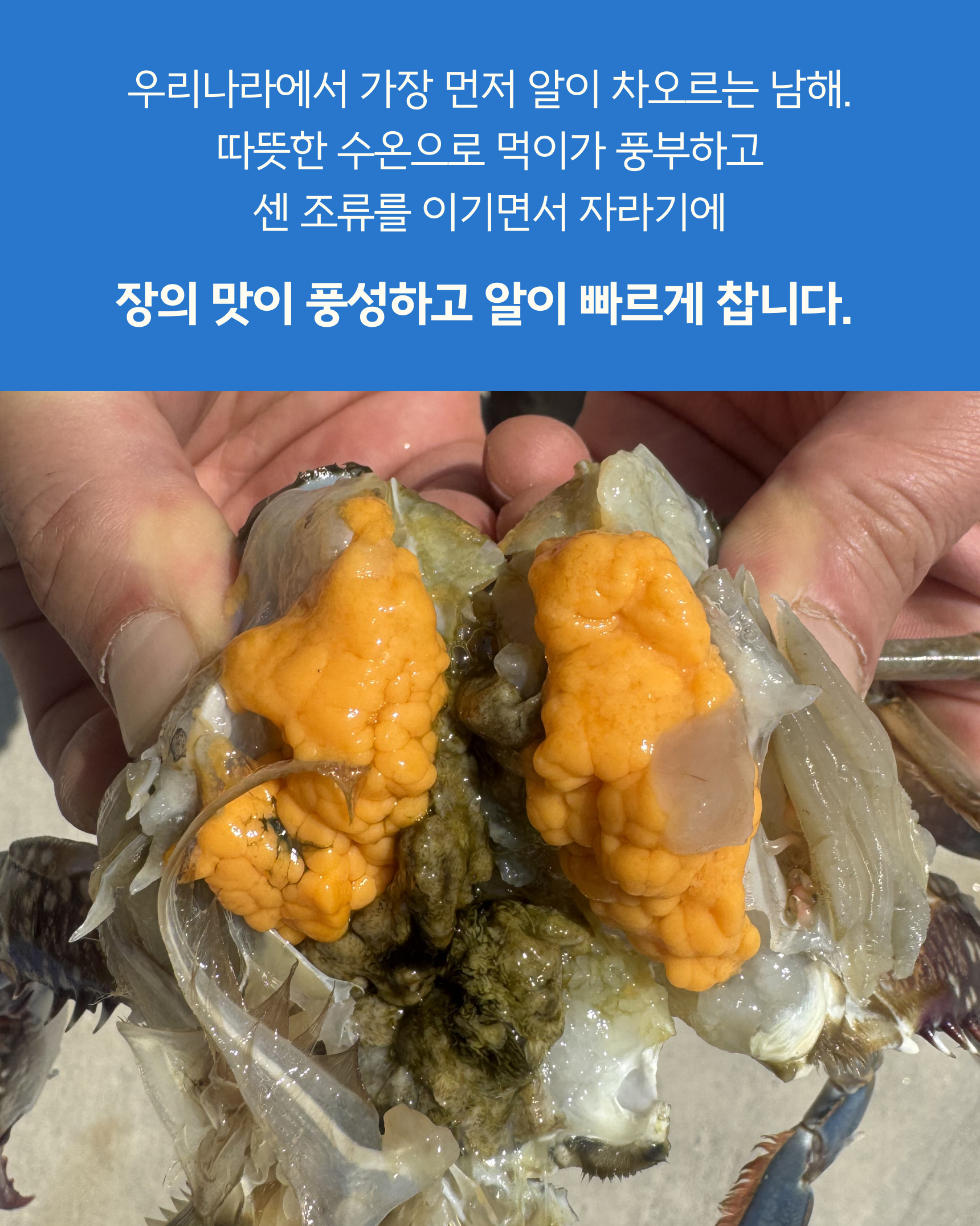 슬기님 테스트용 꽃게