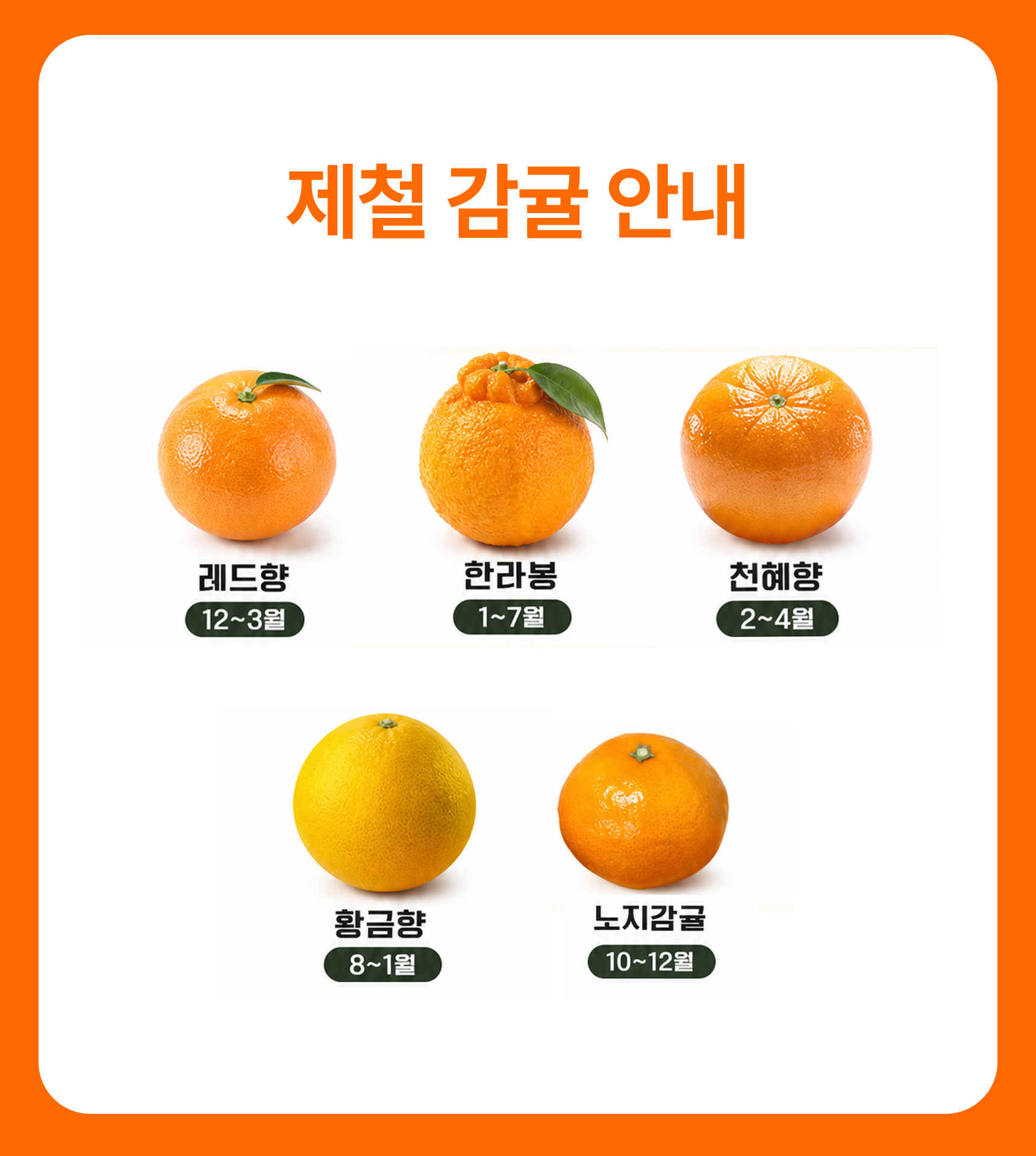 프리미엄 황금향