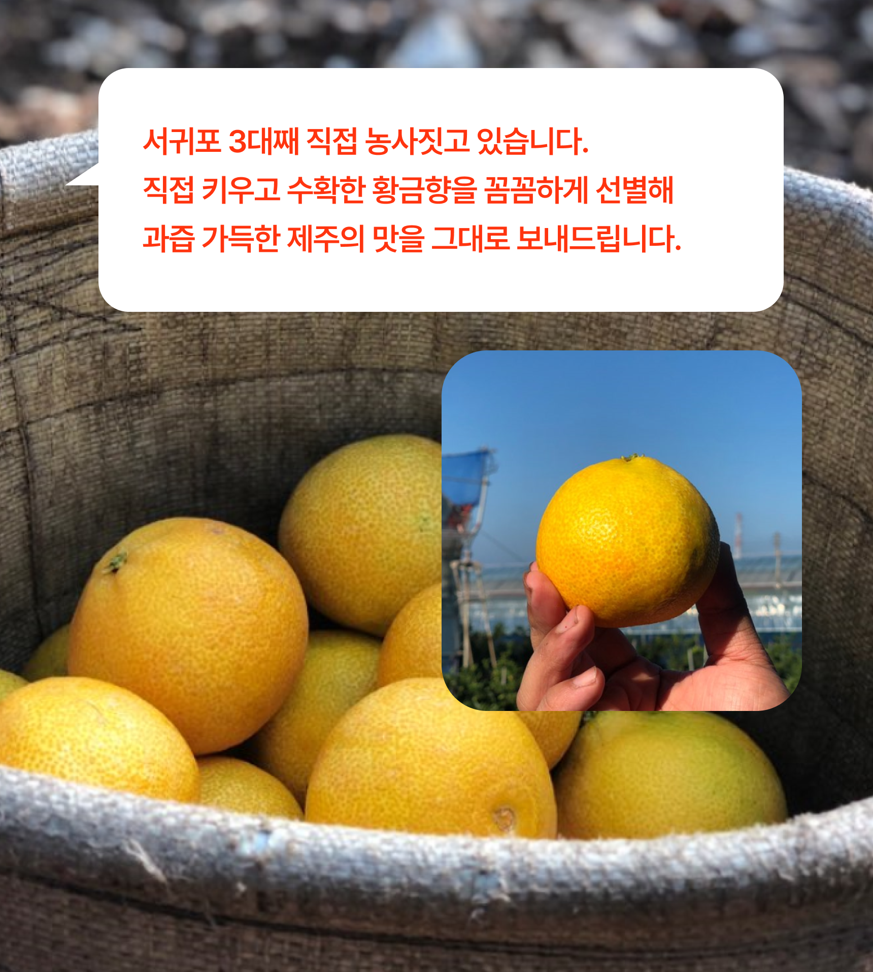 프리미엄 황금향