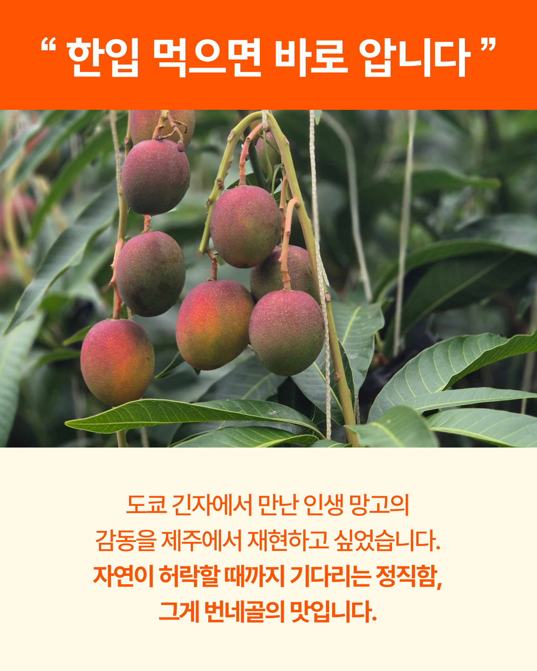 프리미엄 꼬마 애플망고