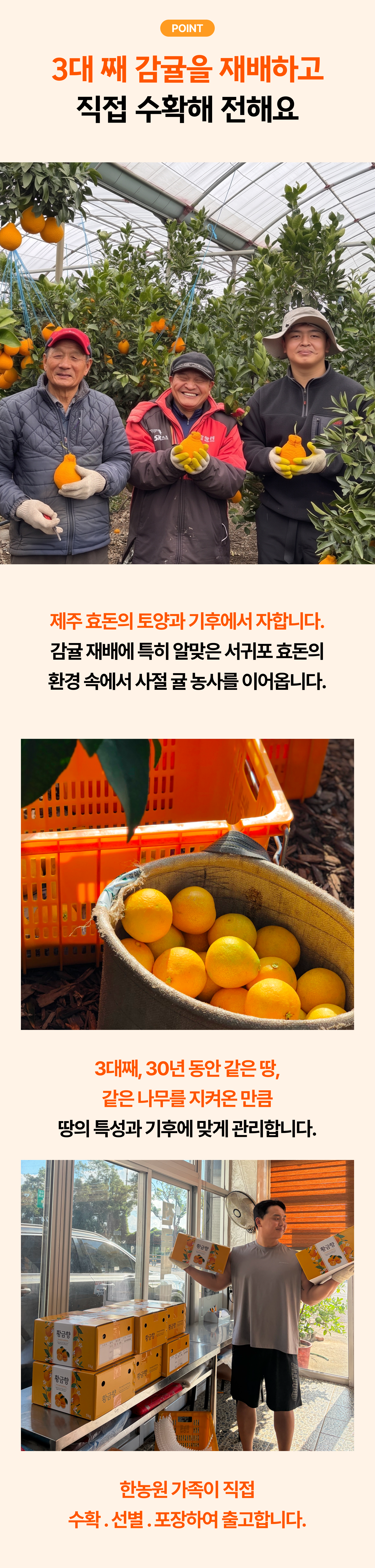 프리미엄 황금향