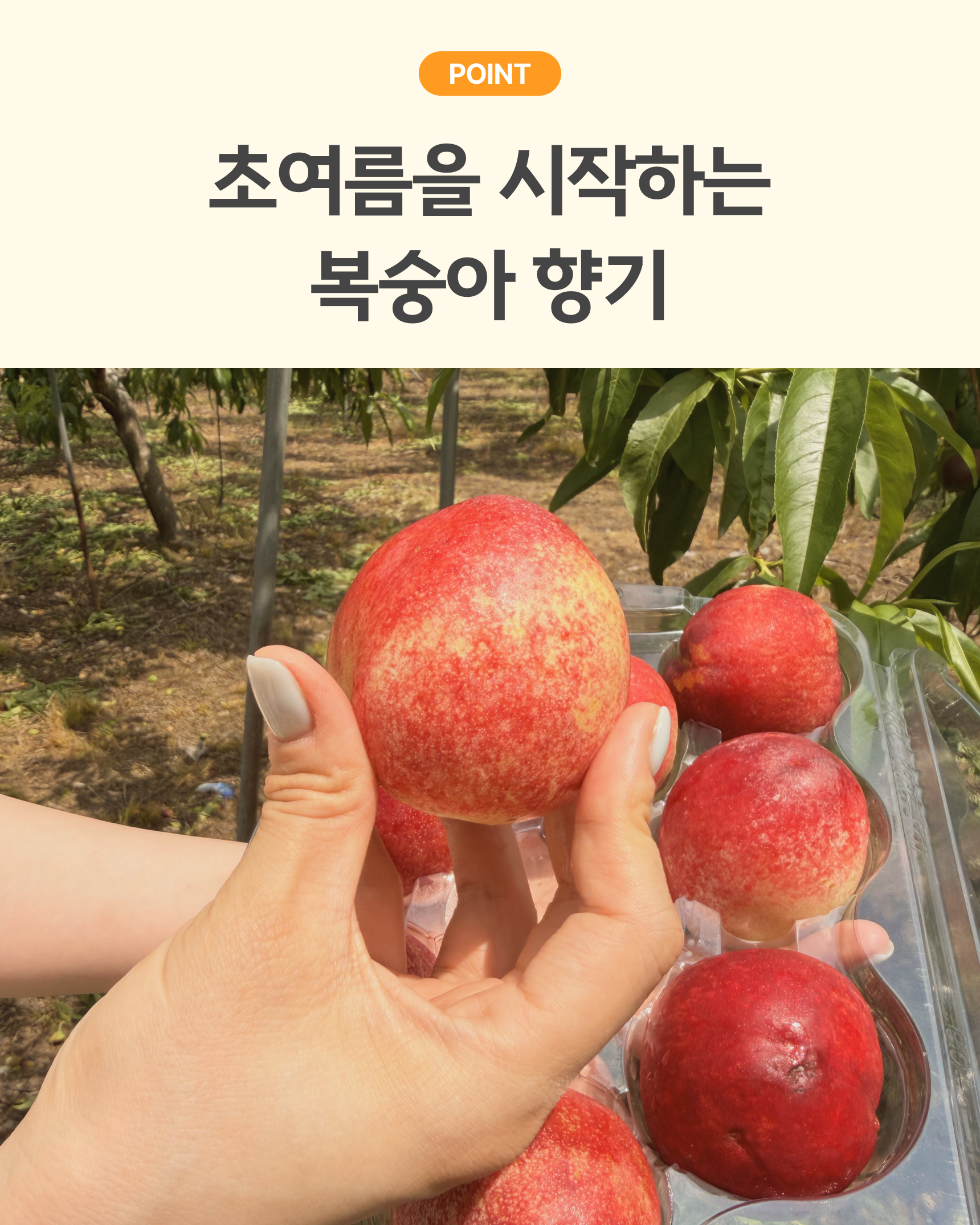 신비복숭아 준비