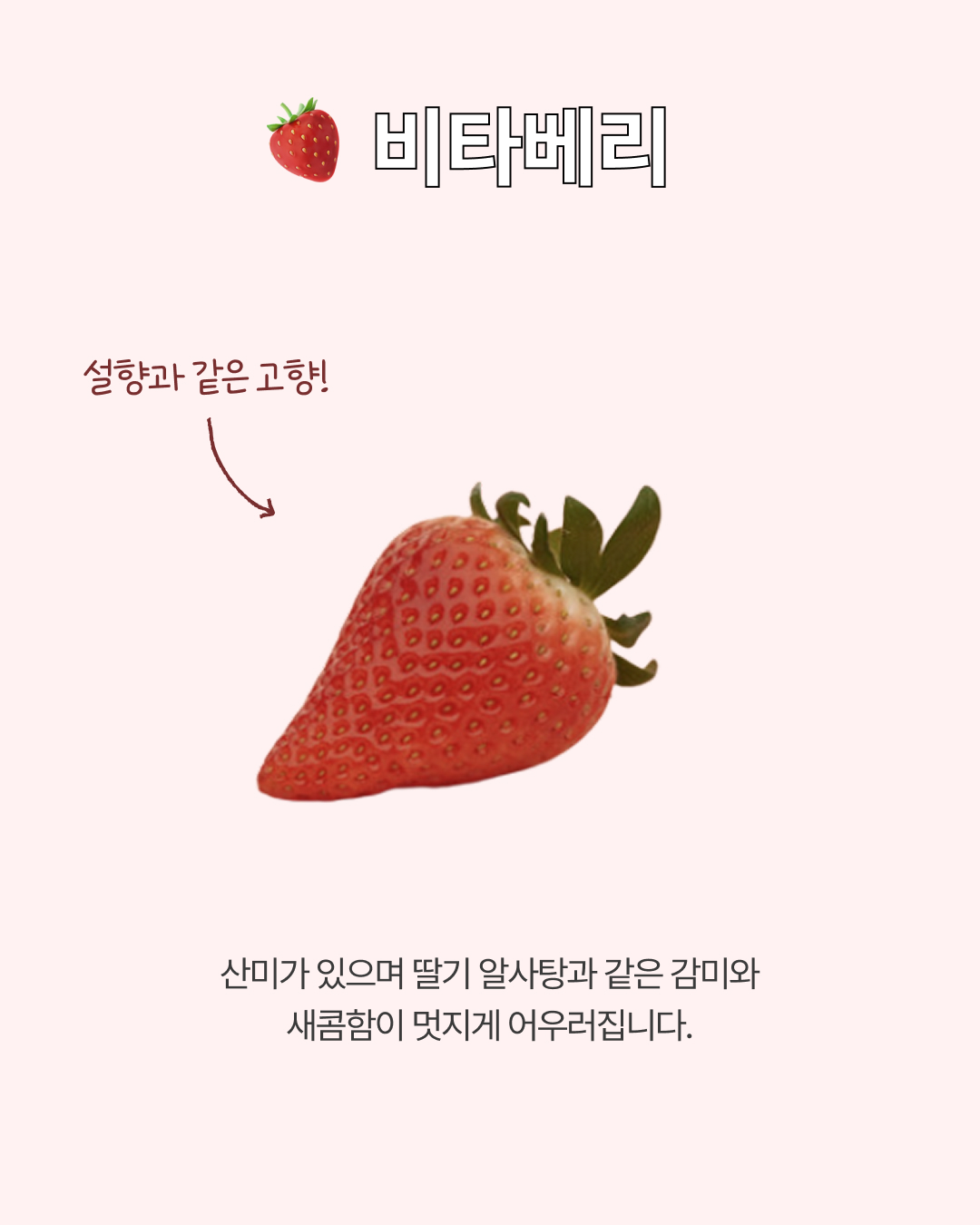 프리미엄 딸기(금실/비타베리/신품종)