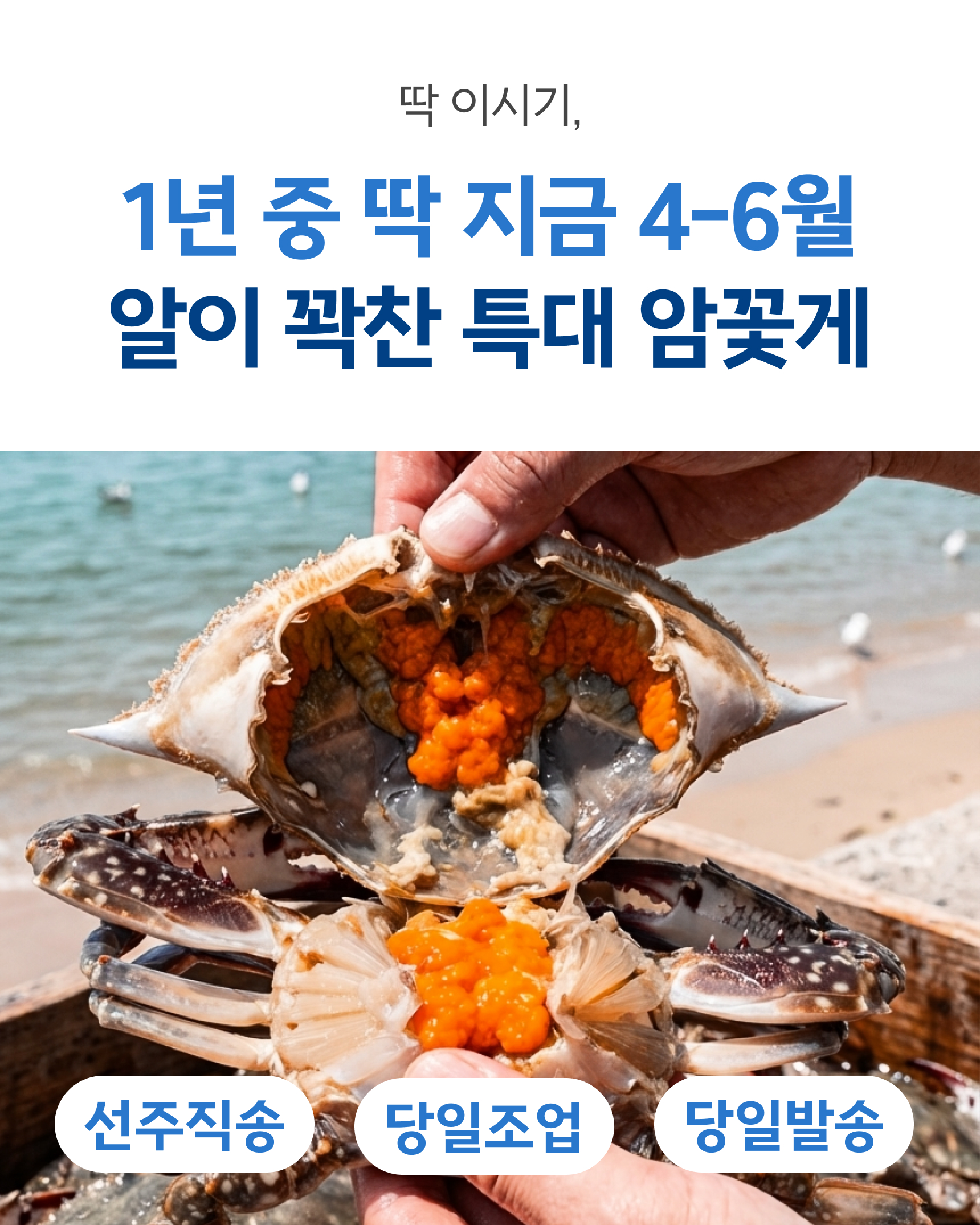 프리미엄 활 암꽃게(1kg)