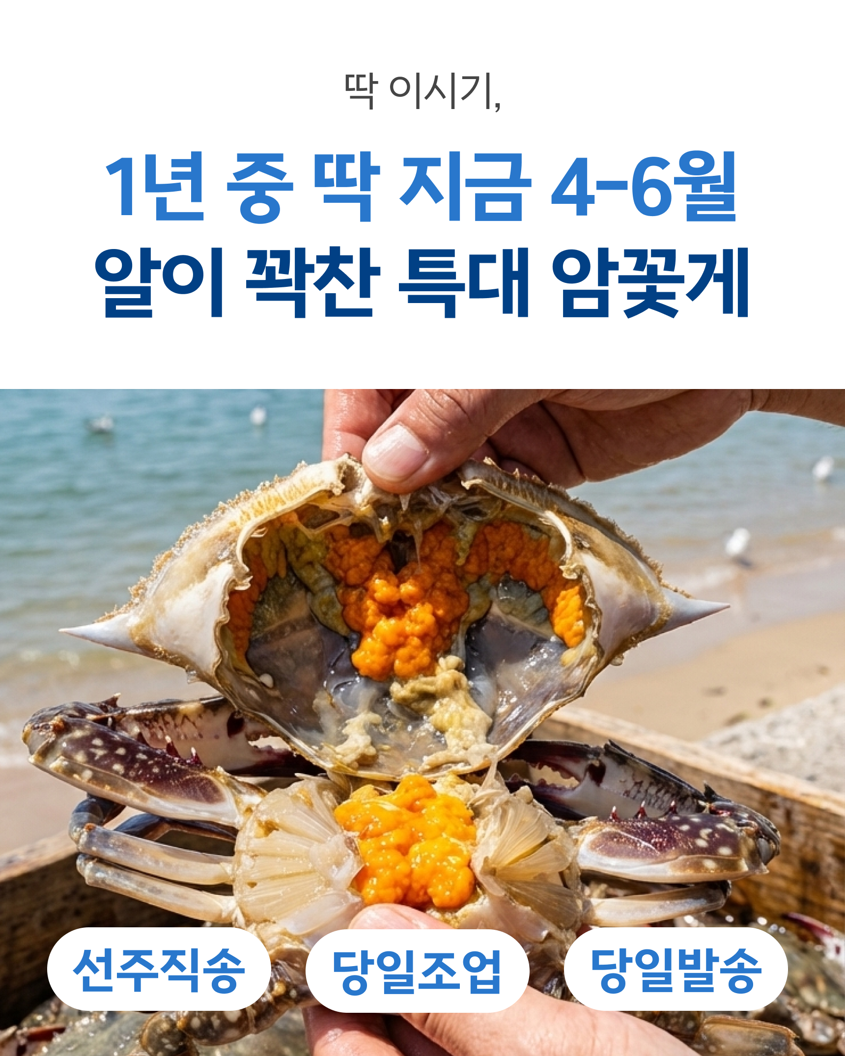 슬기님 테스트용 꽃게