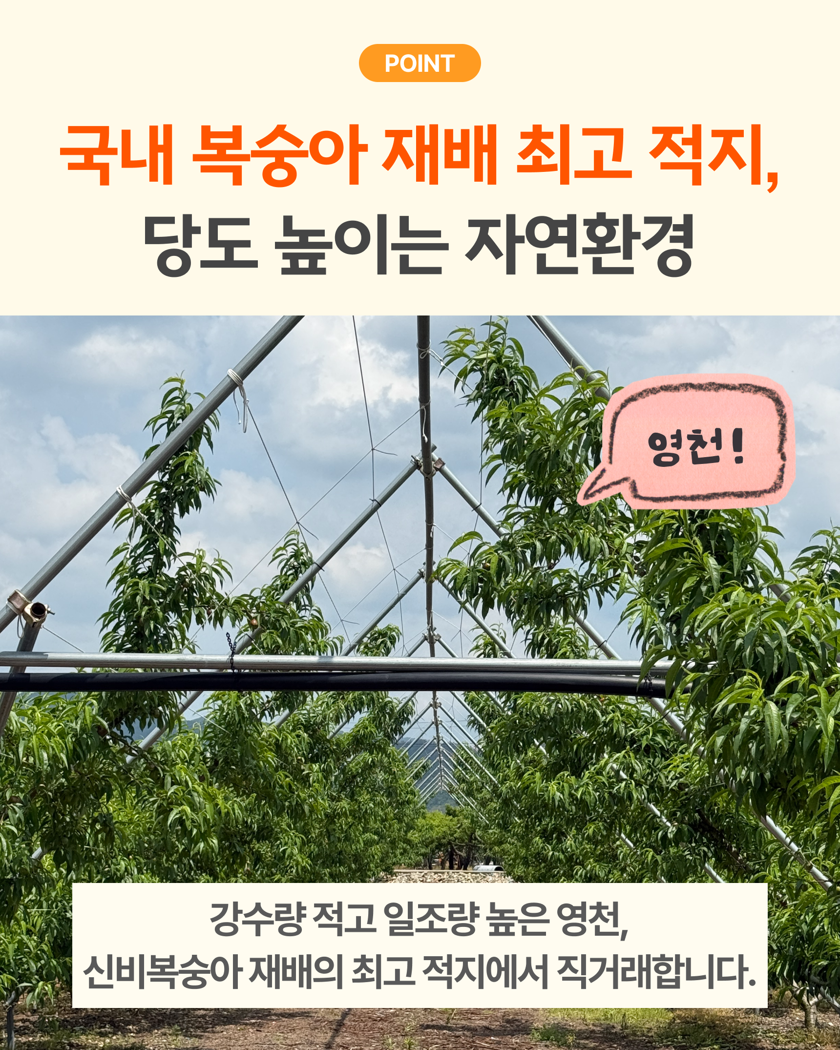 신비복숭아 준비