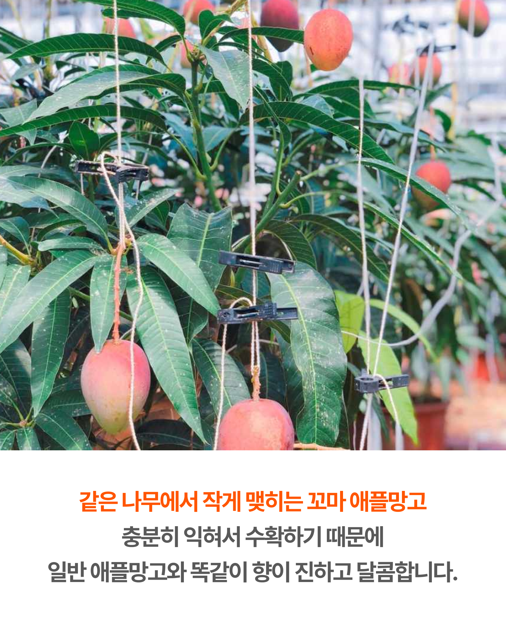 프리미엄 꼬마 애플망고