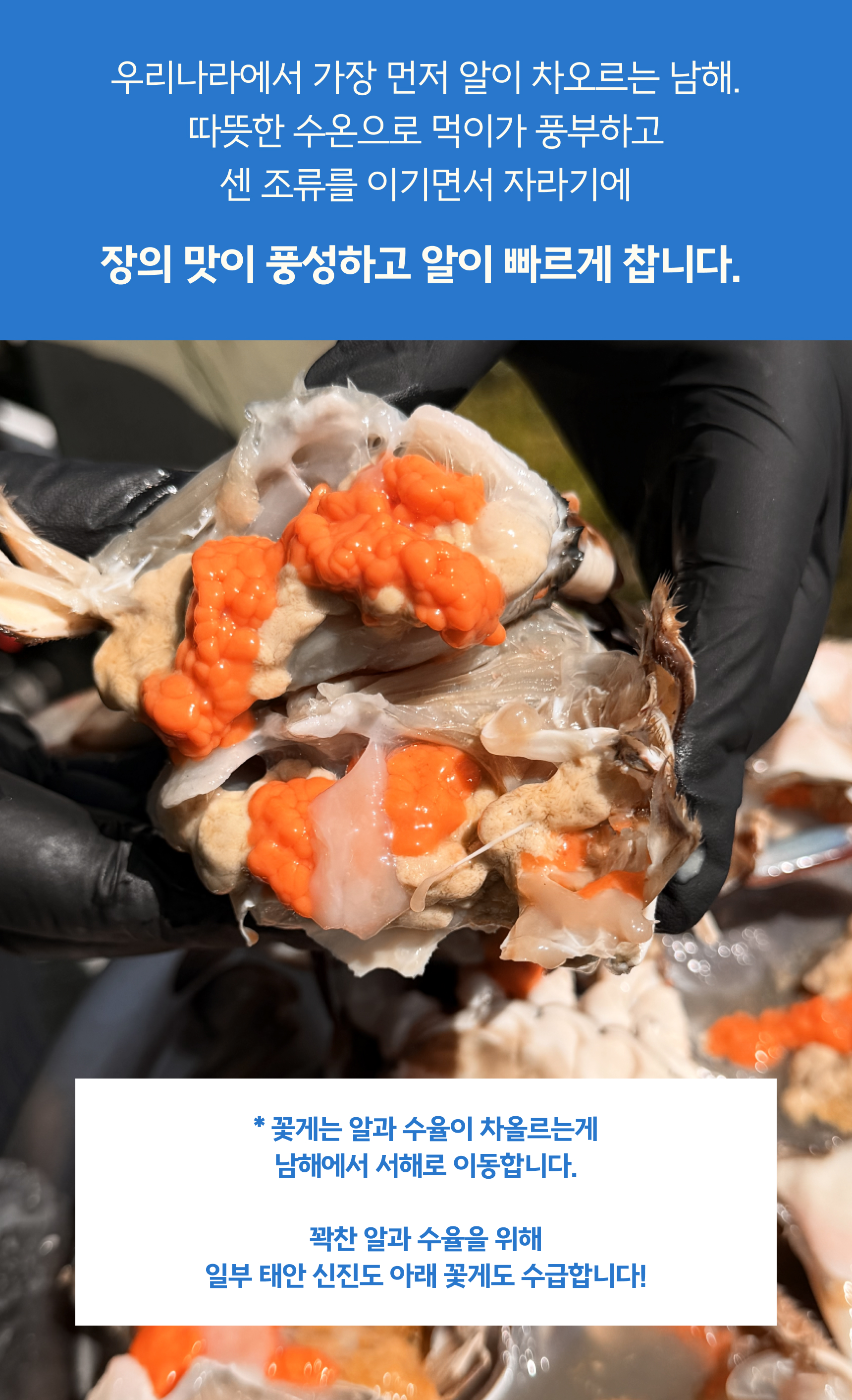 프리미엄 활 암꽃게(1kg)