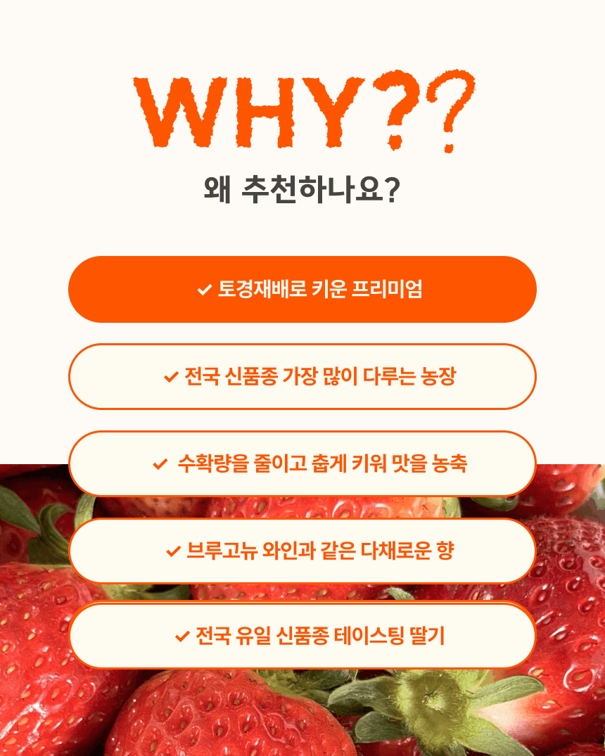 프리미엄 딸기(금실/비타베리/신품종)