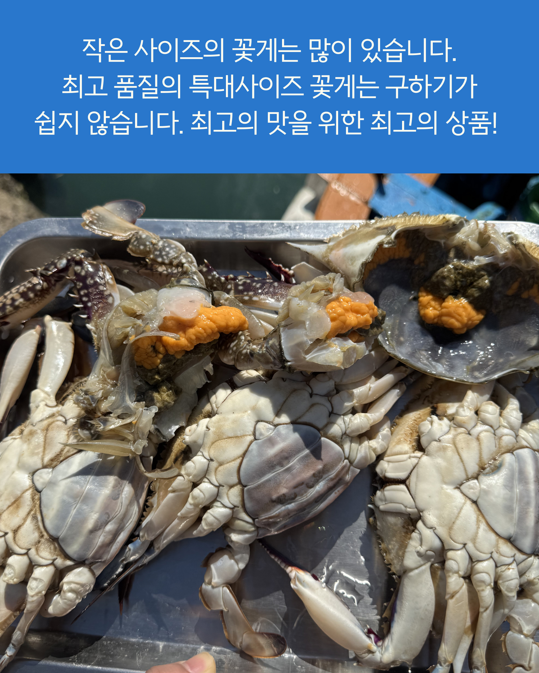 슬기님 테스트용 꽃게