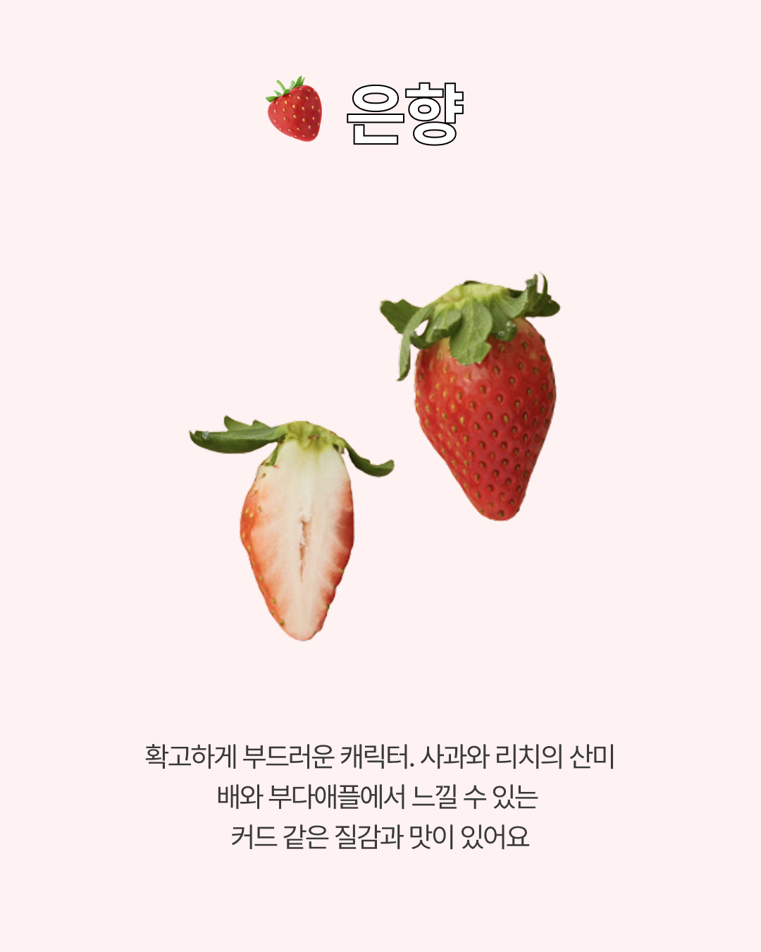 프리미엄 딸기(금실/비타베리/신품종)