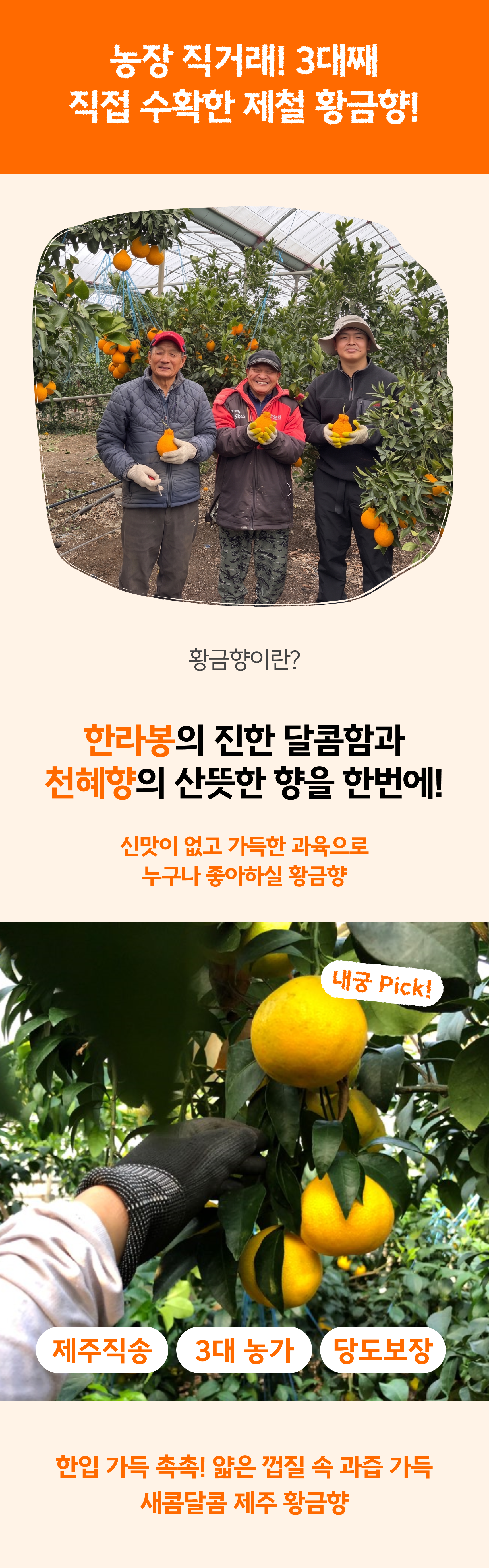 프리미엄 황금향