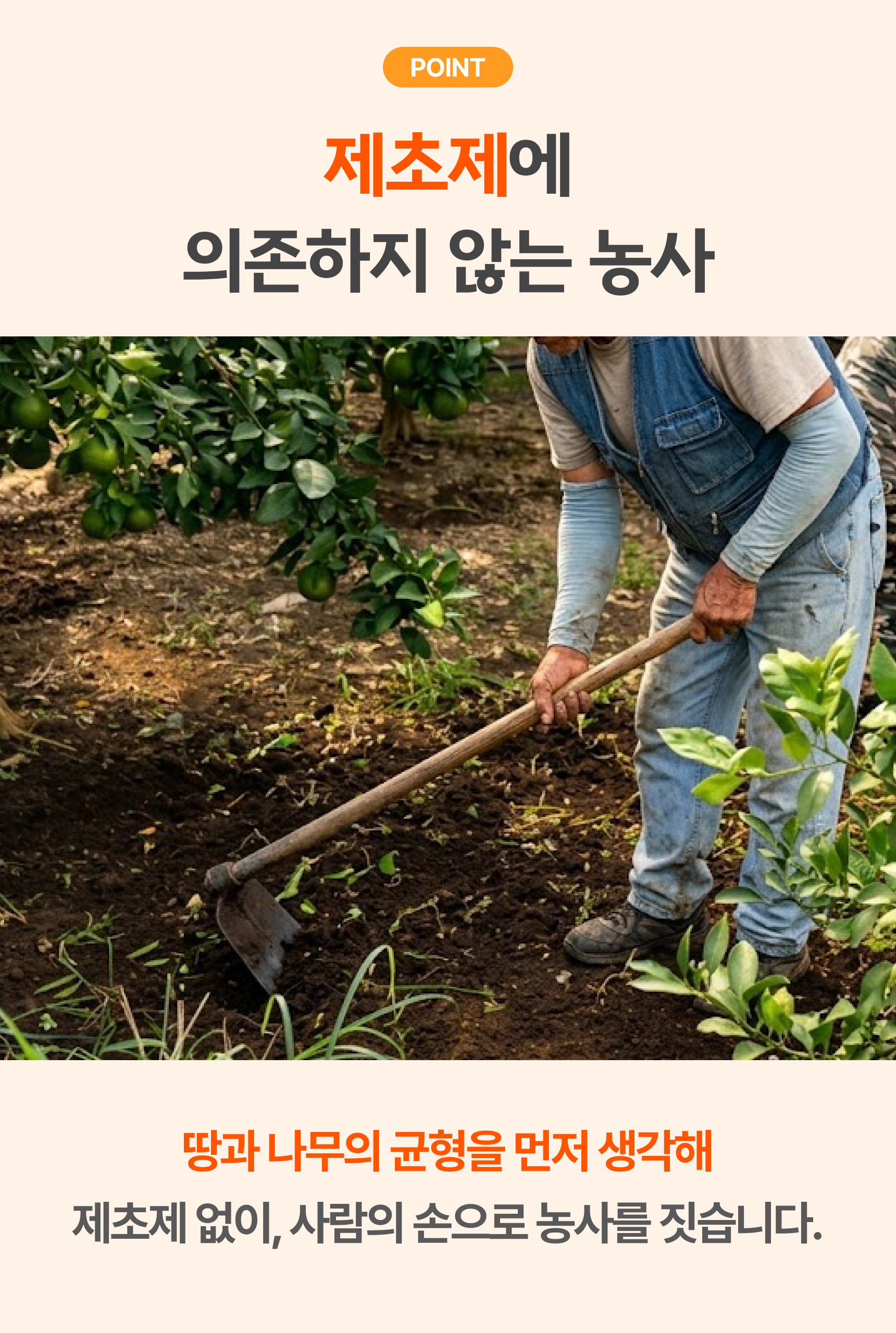 프리미엄 황금향