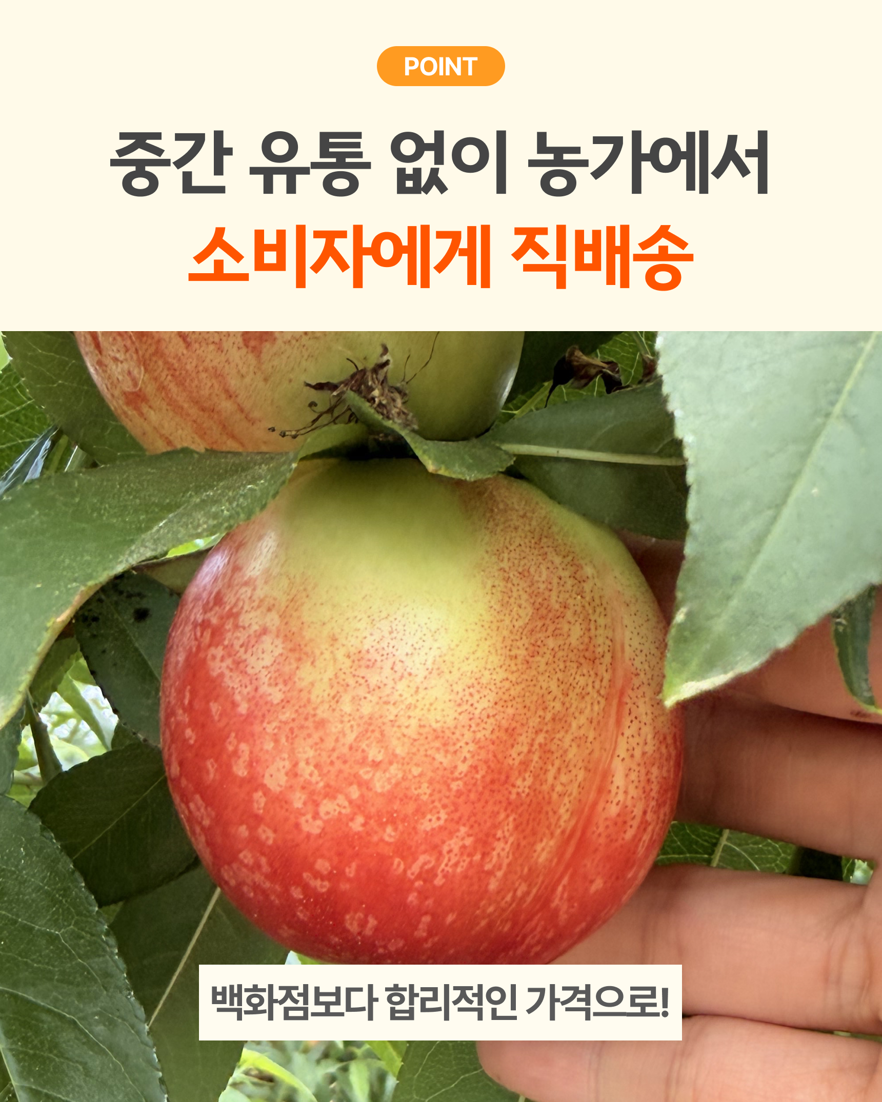 신비복숭아 준비