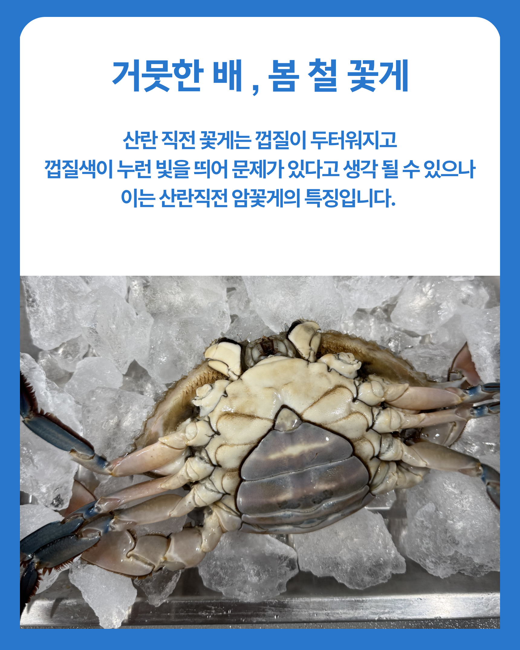 슬기님 테스트용 꽃게