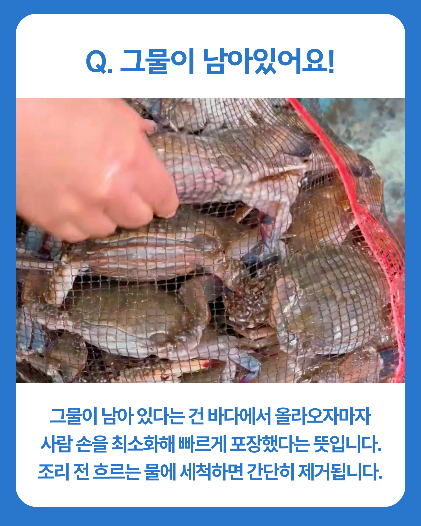 프리미엄 활 암꽃게(1kg)