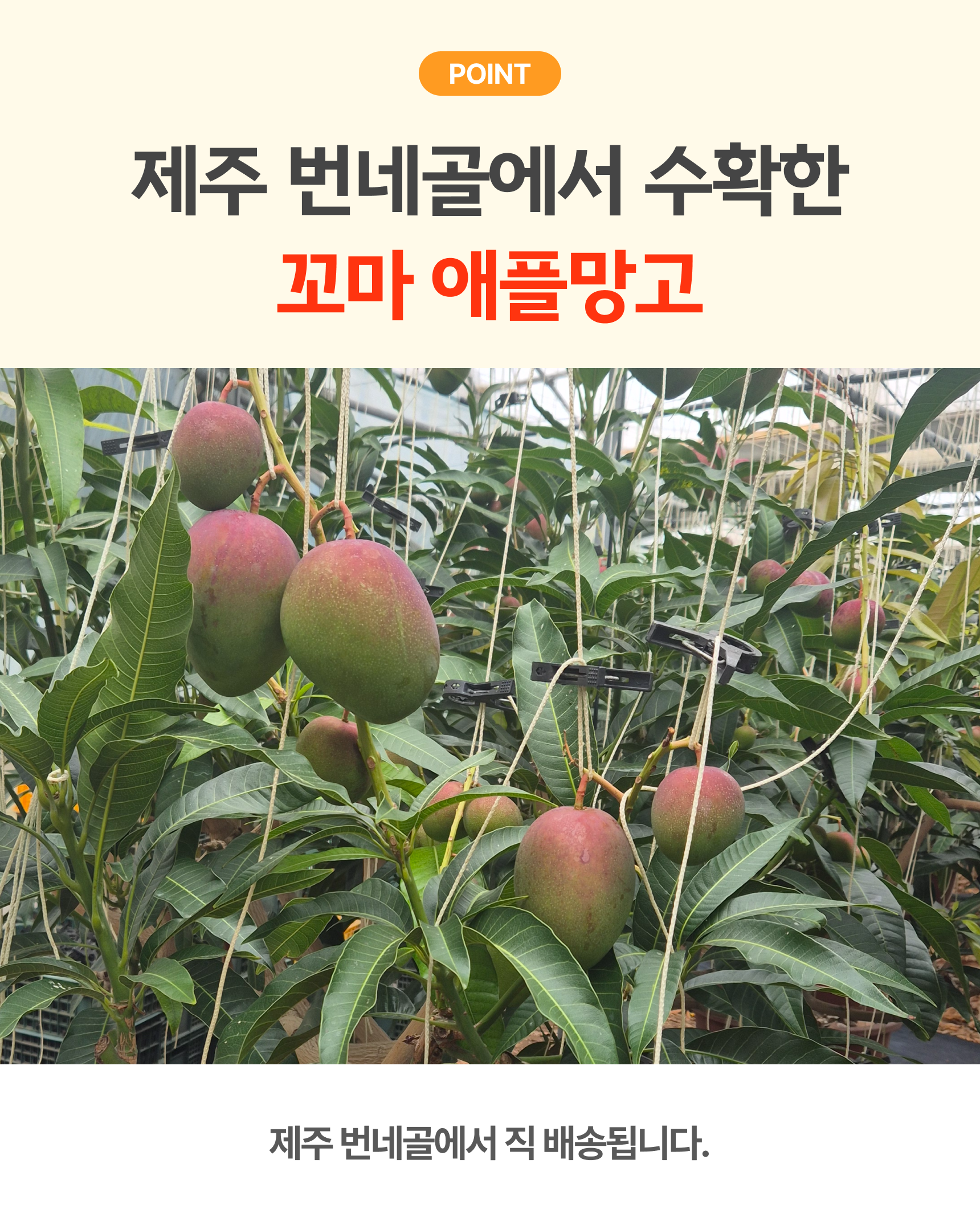 프리미엄 꼬마 애플망고