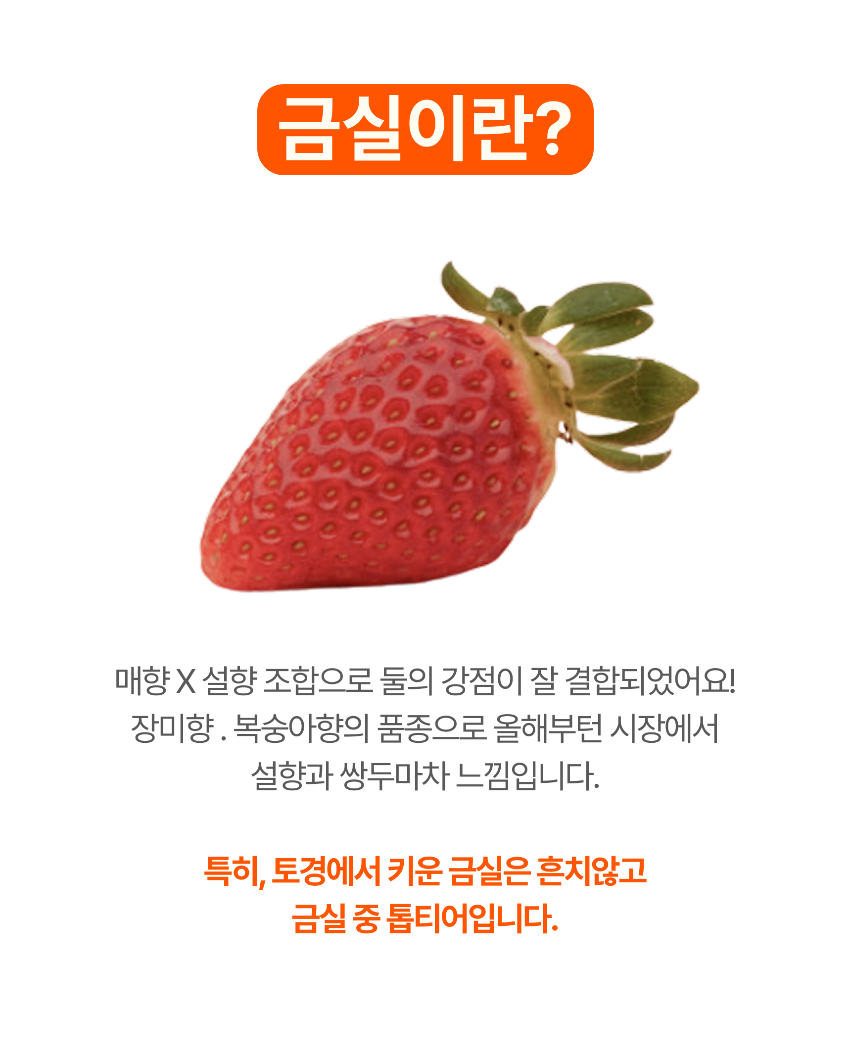 프리미엄 딸기(금실/비타베리/신품종)