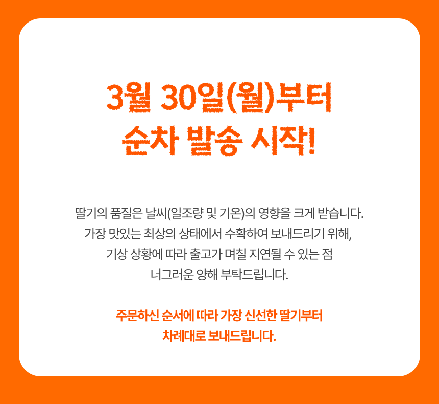 프리미엄 딸기(금실/비타베리/신품종)