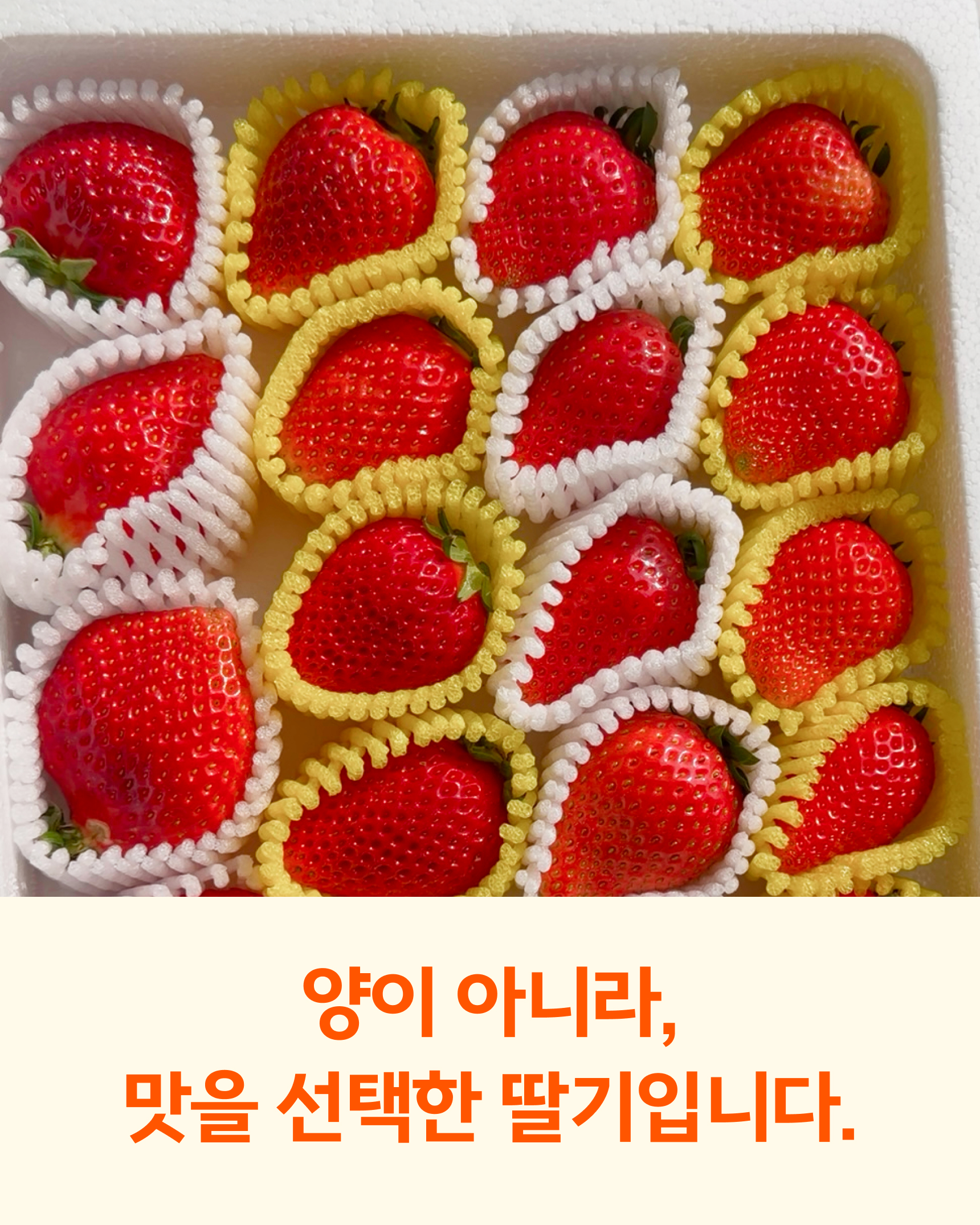 프리미엄 딸기(금실/비타베리/신품종)