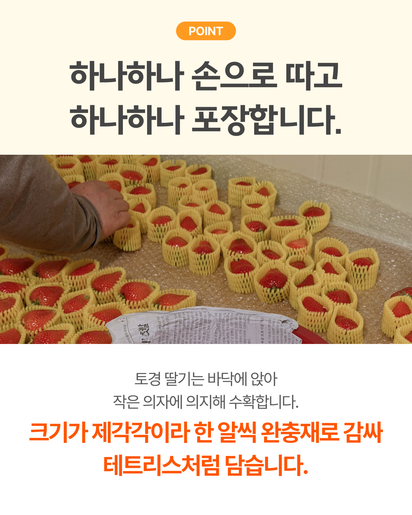 프리미엄 딸기(금실/비타베리/신품종)