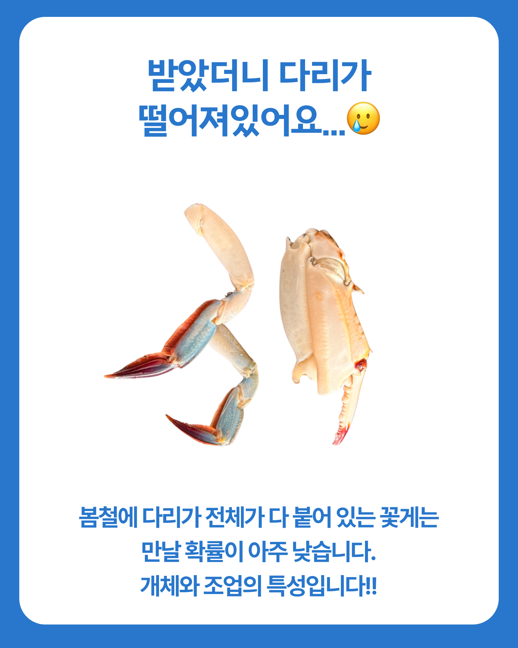 프리미엄 활 암꽃게(1kg)