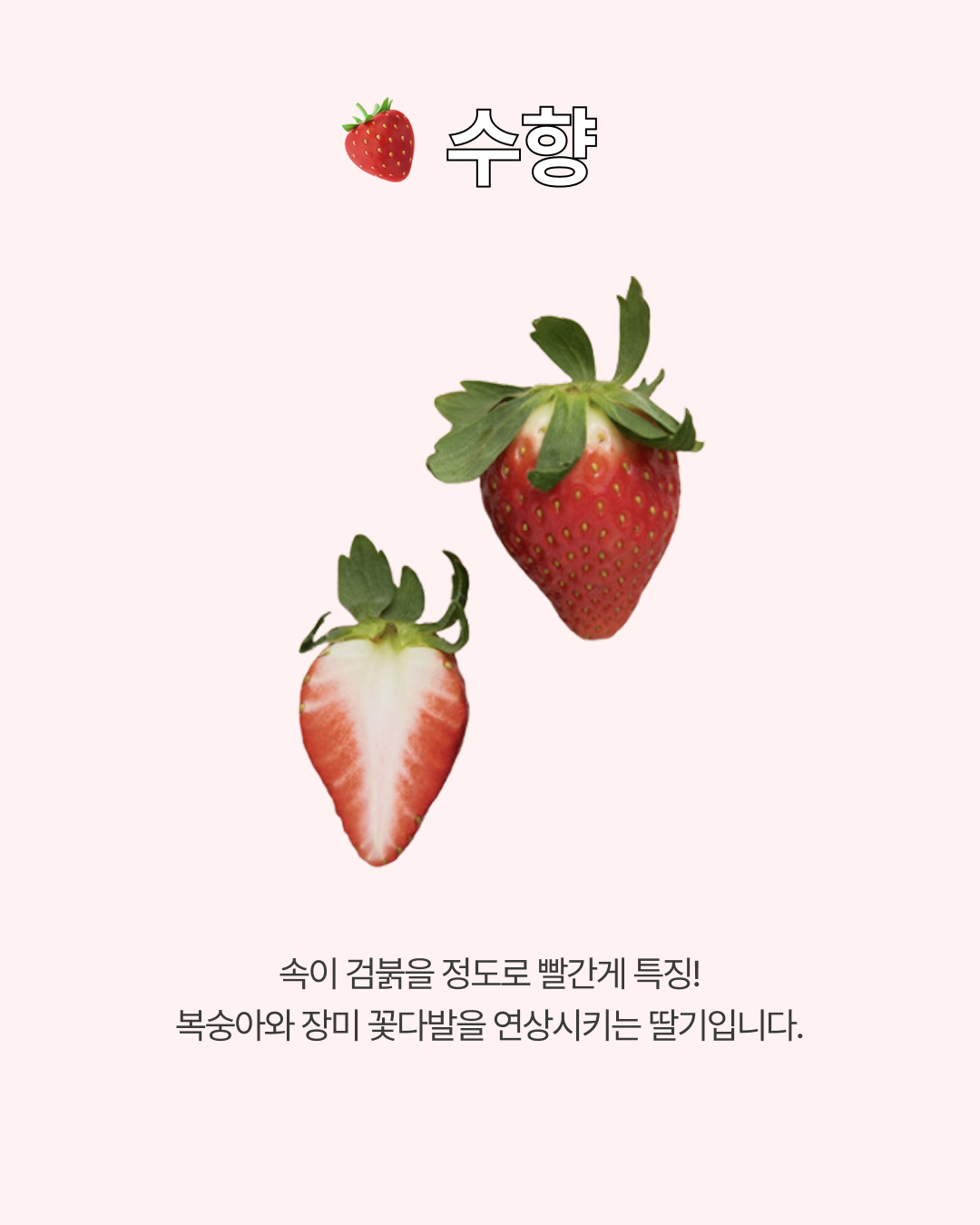프리미엄 딸기(금실/비타베리/신품종)