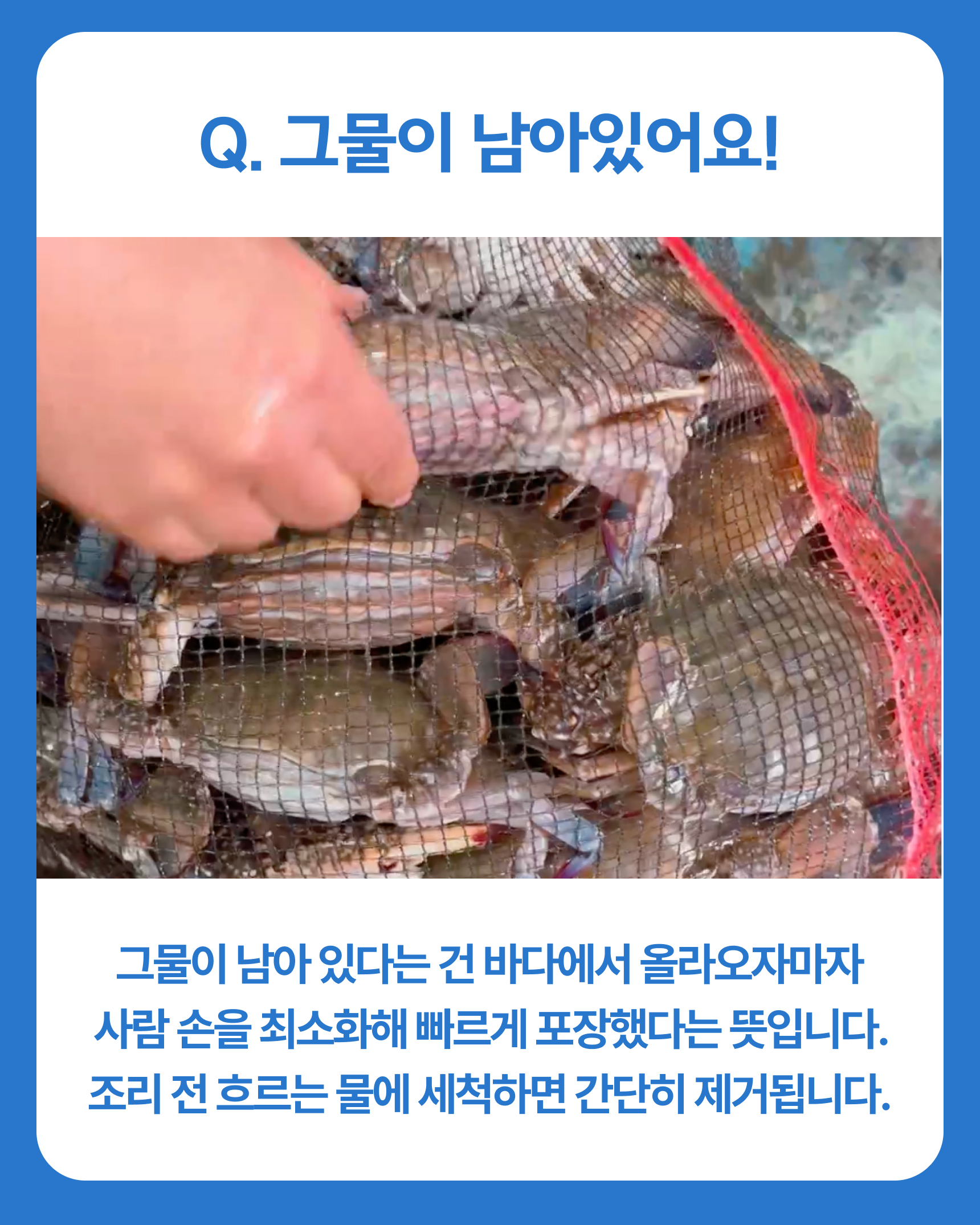 슬기님 테스트용 꽃게