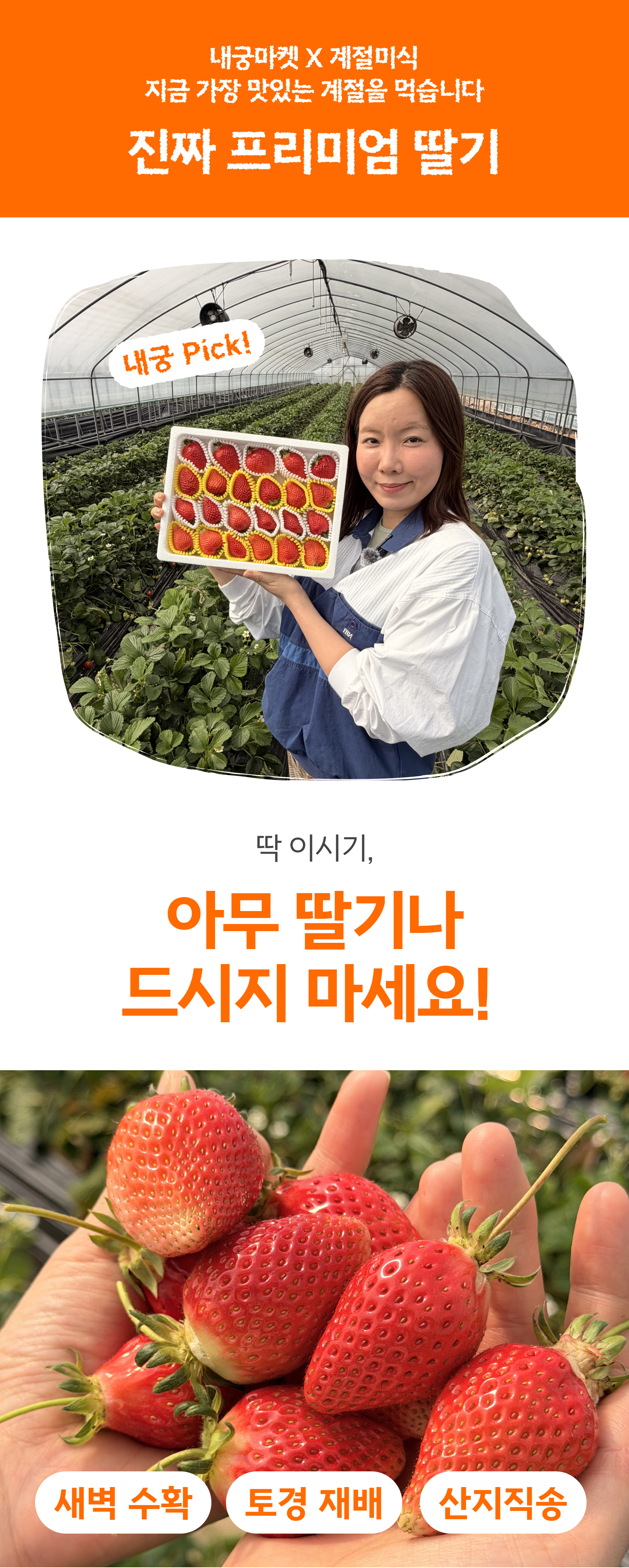 프리미엄 딸기(금실/비타베리/신품종)