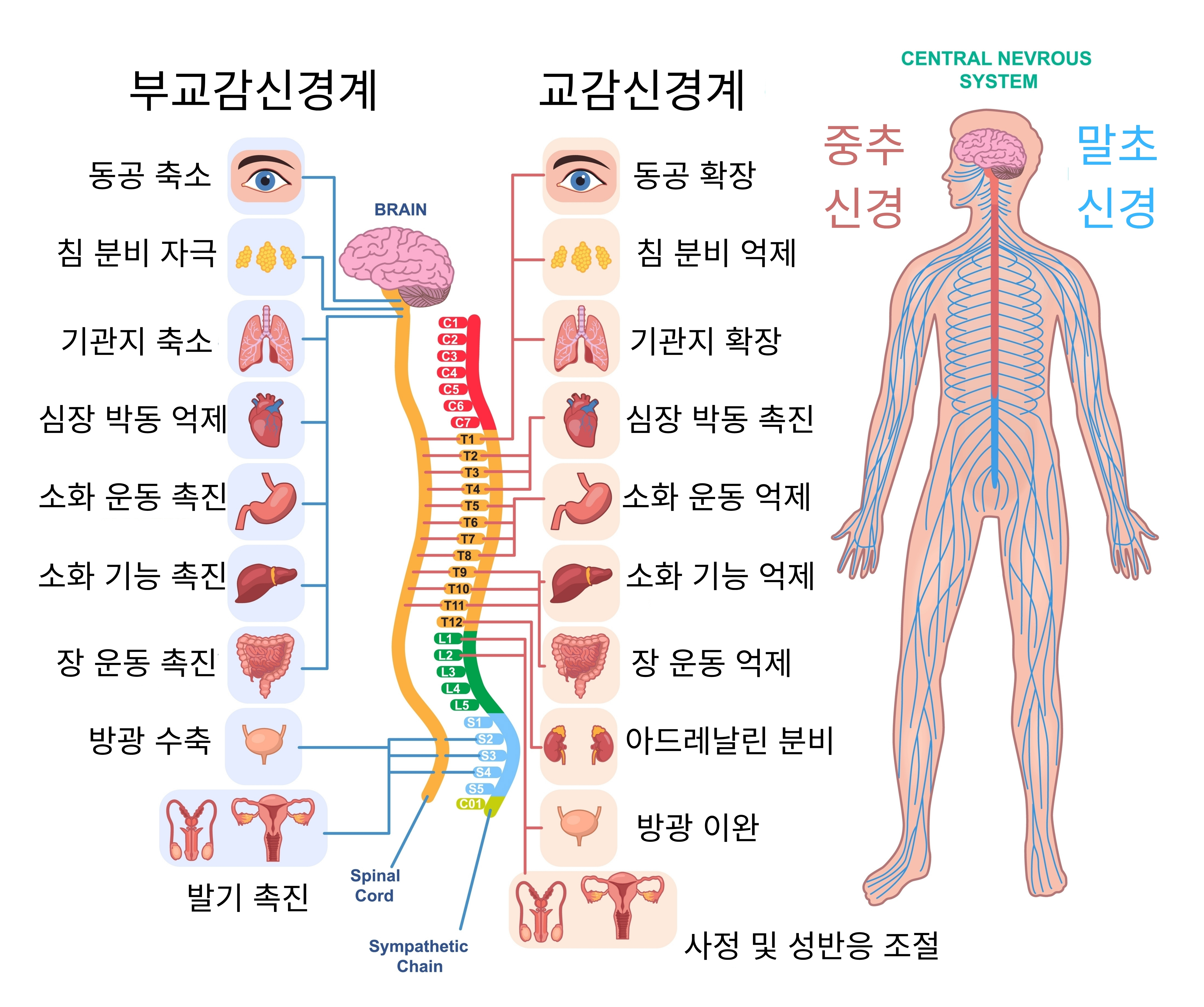 자율신경계 관련 이미지