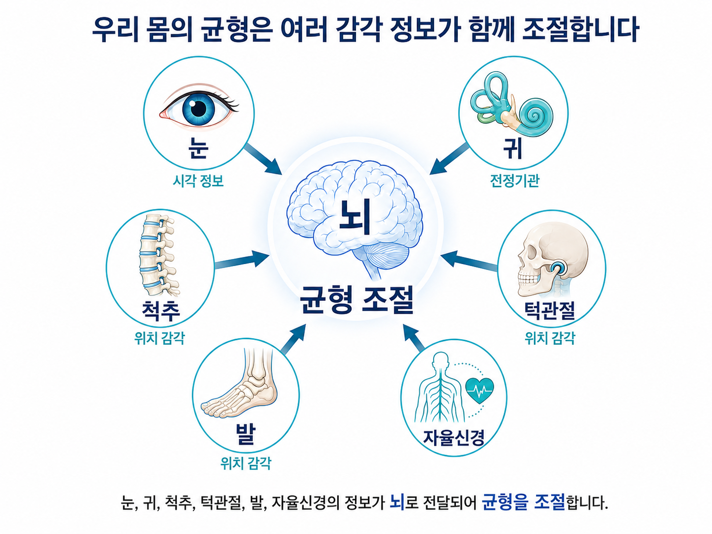 균형 조절 구조 인포그래픽