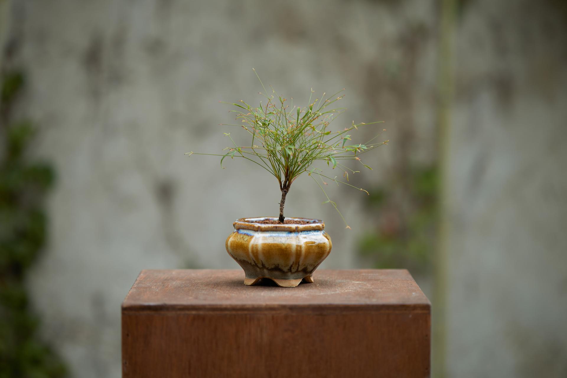 LATERRE JUG