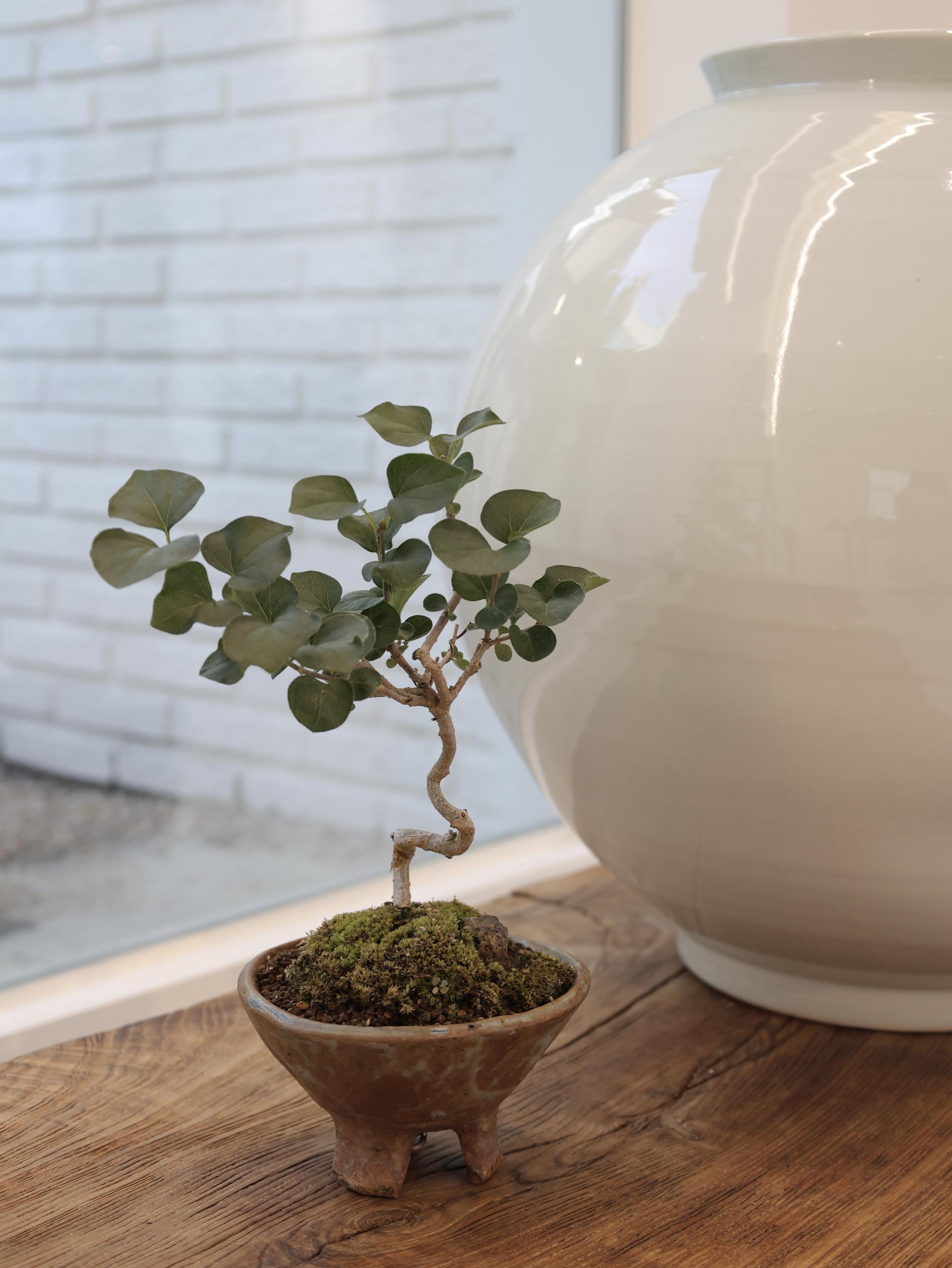 LATERRE JUG